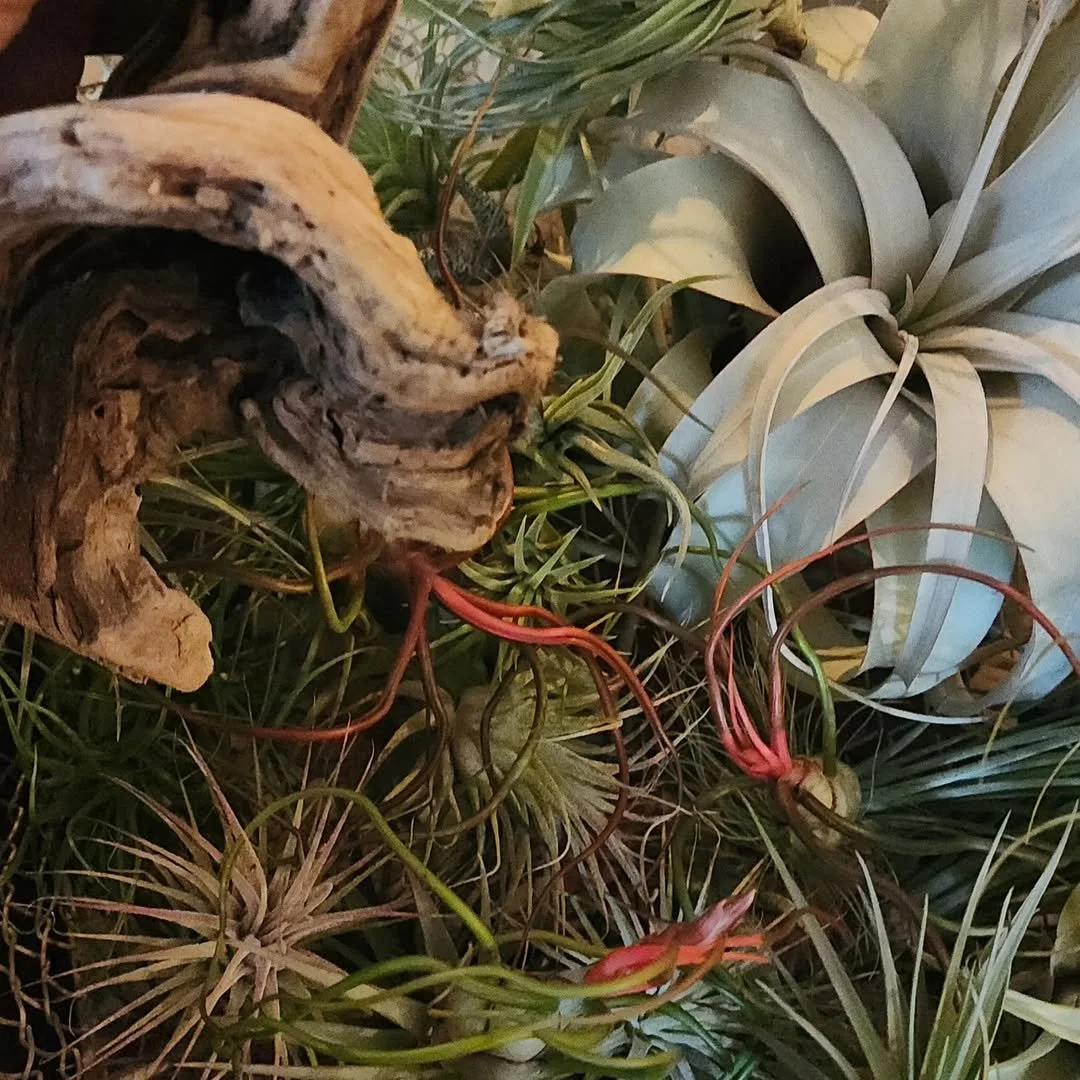 Air Plant • Driftwood • Crystal Workshop