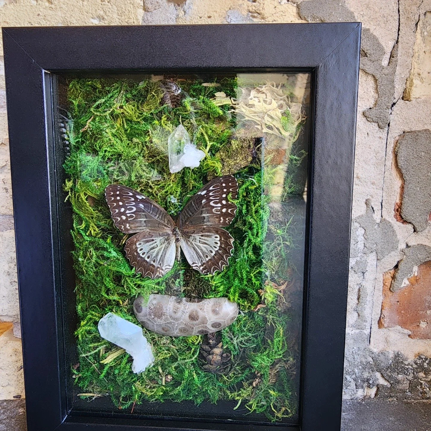 Butterflies &amp; Crystals: A Framed Specimen Art Workshop