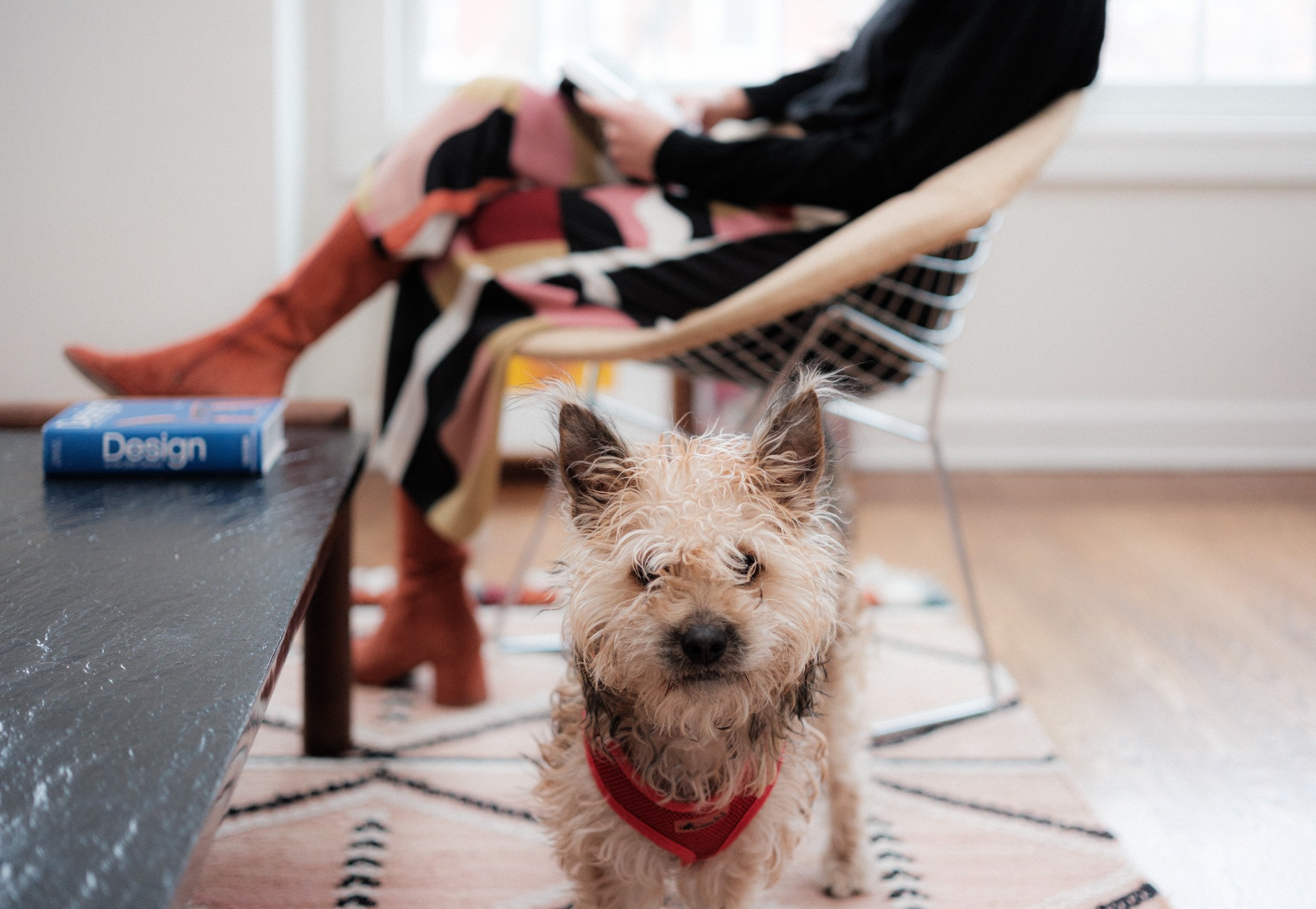 small scruffy dog looking at camera in living room