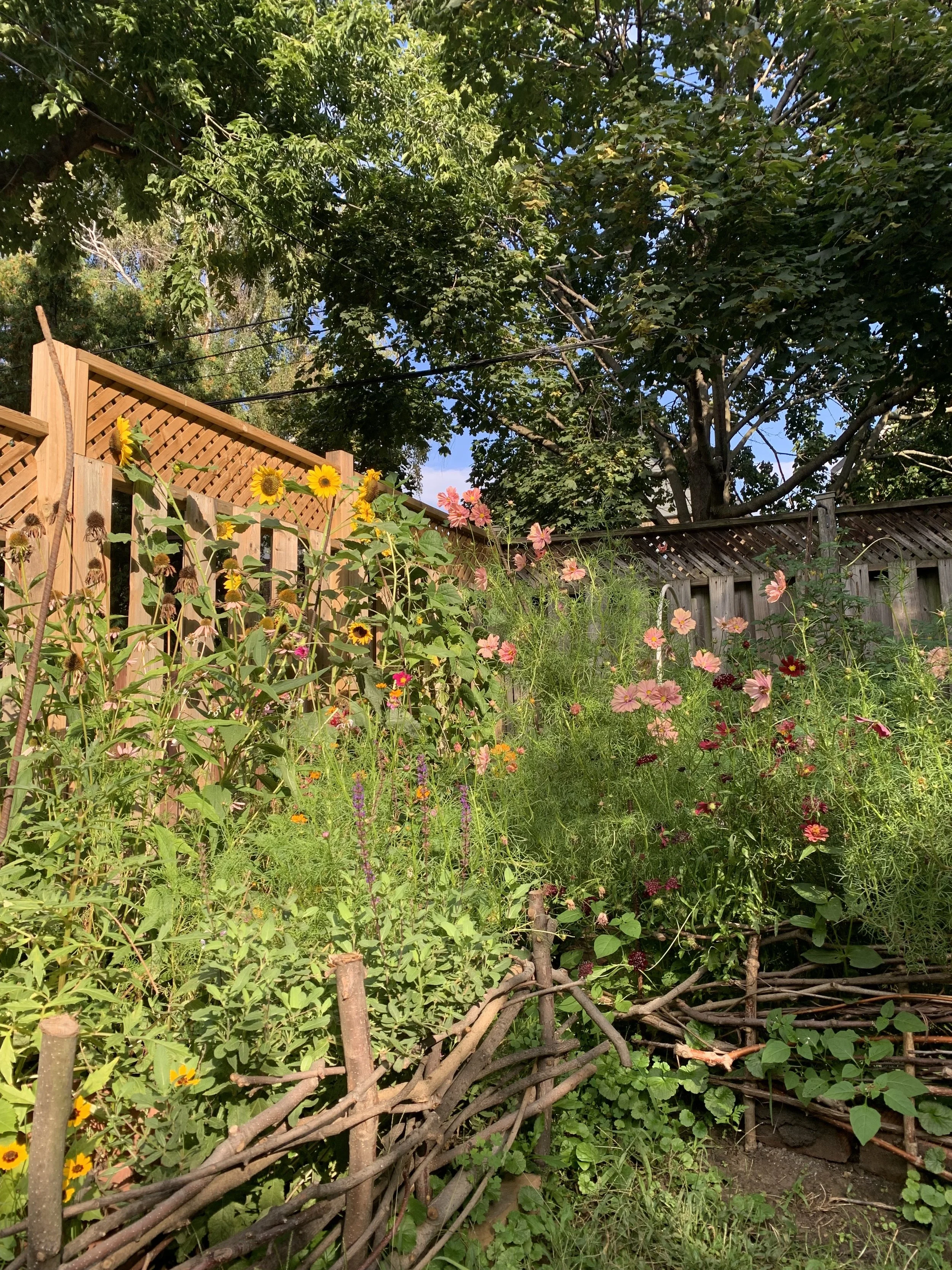 A lush backyard garden with a variety of blooming flowers, including sunflowers and pink cosmos, surrounded by a rustic woven wooden fence and trees with dense green foliage, under a clear blue sky.