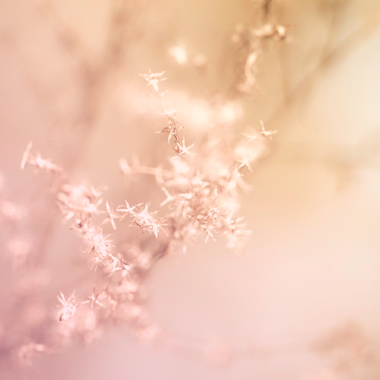 Close-up of soft pink and beige dried flower or seed head with tiny star-shaped florets on a blurry pastel background.