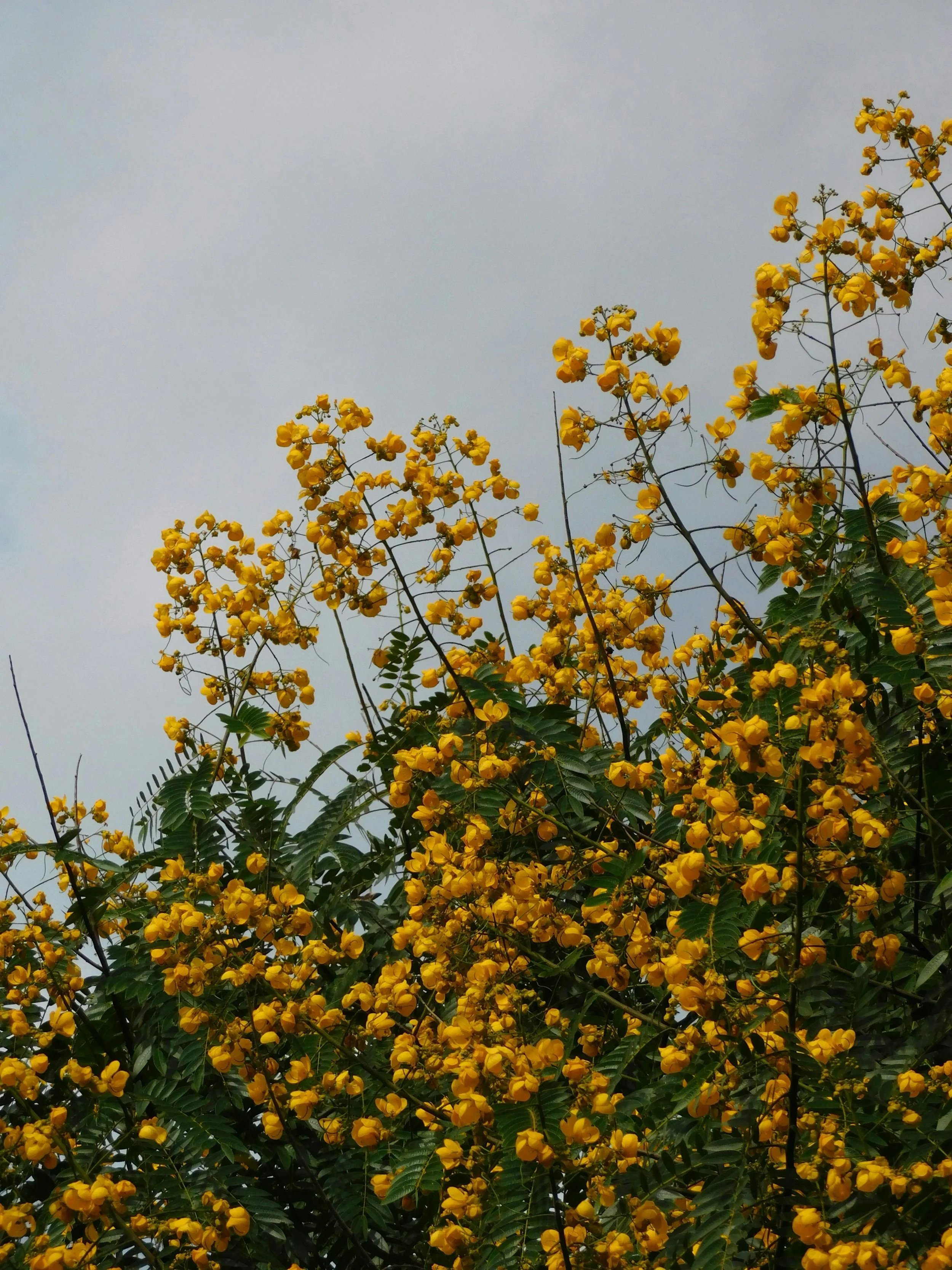 Yellow flowering tree with green leaves against a cloudy sky.