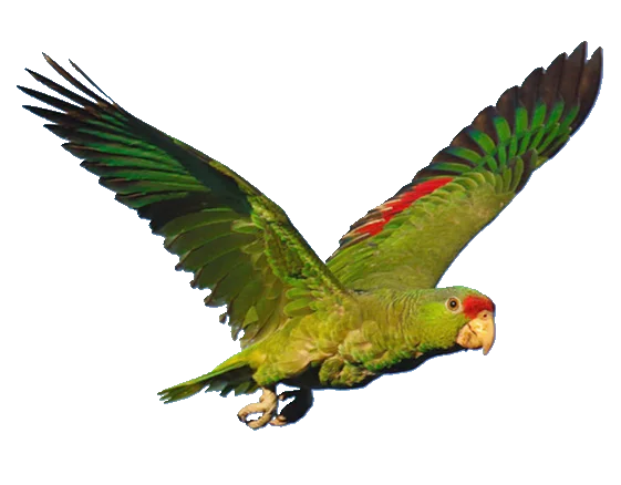 A colorful parrot with green, red, and black feathers flying with wings spread wide.