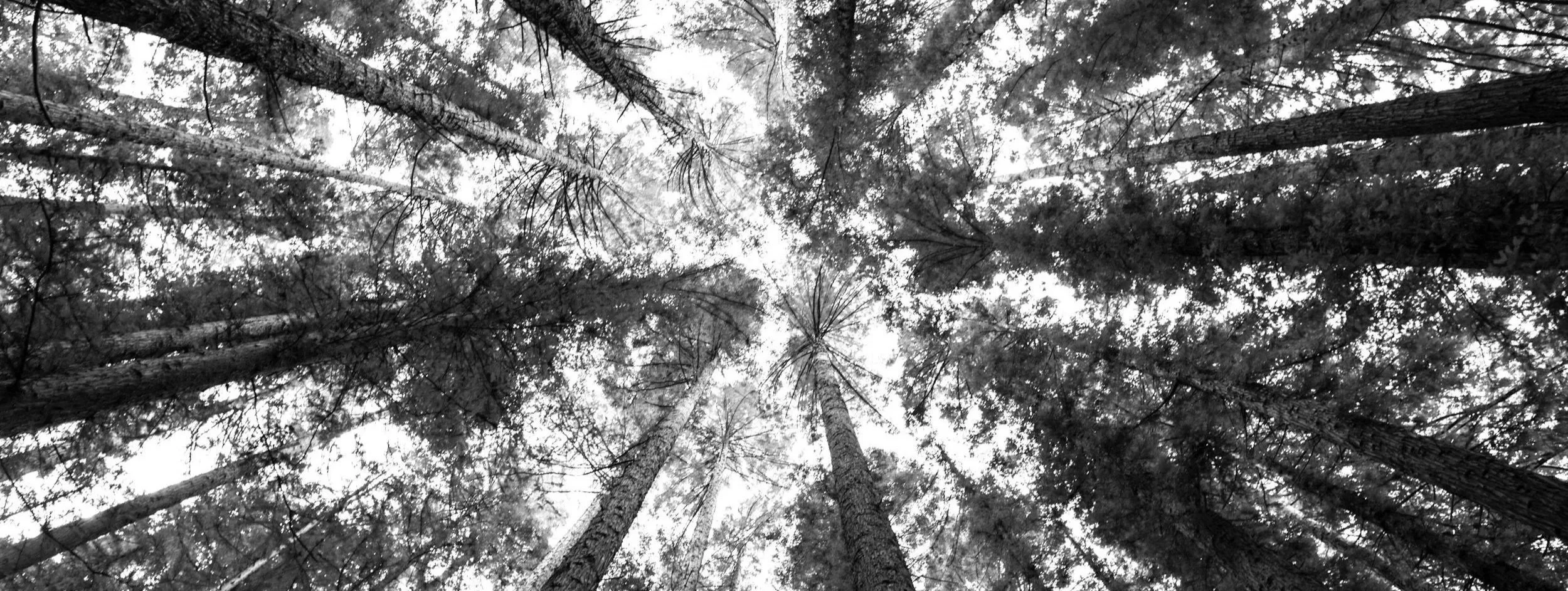 Looking up at tall trees in a forest with the sky visible through the branches