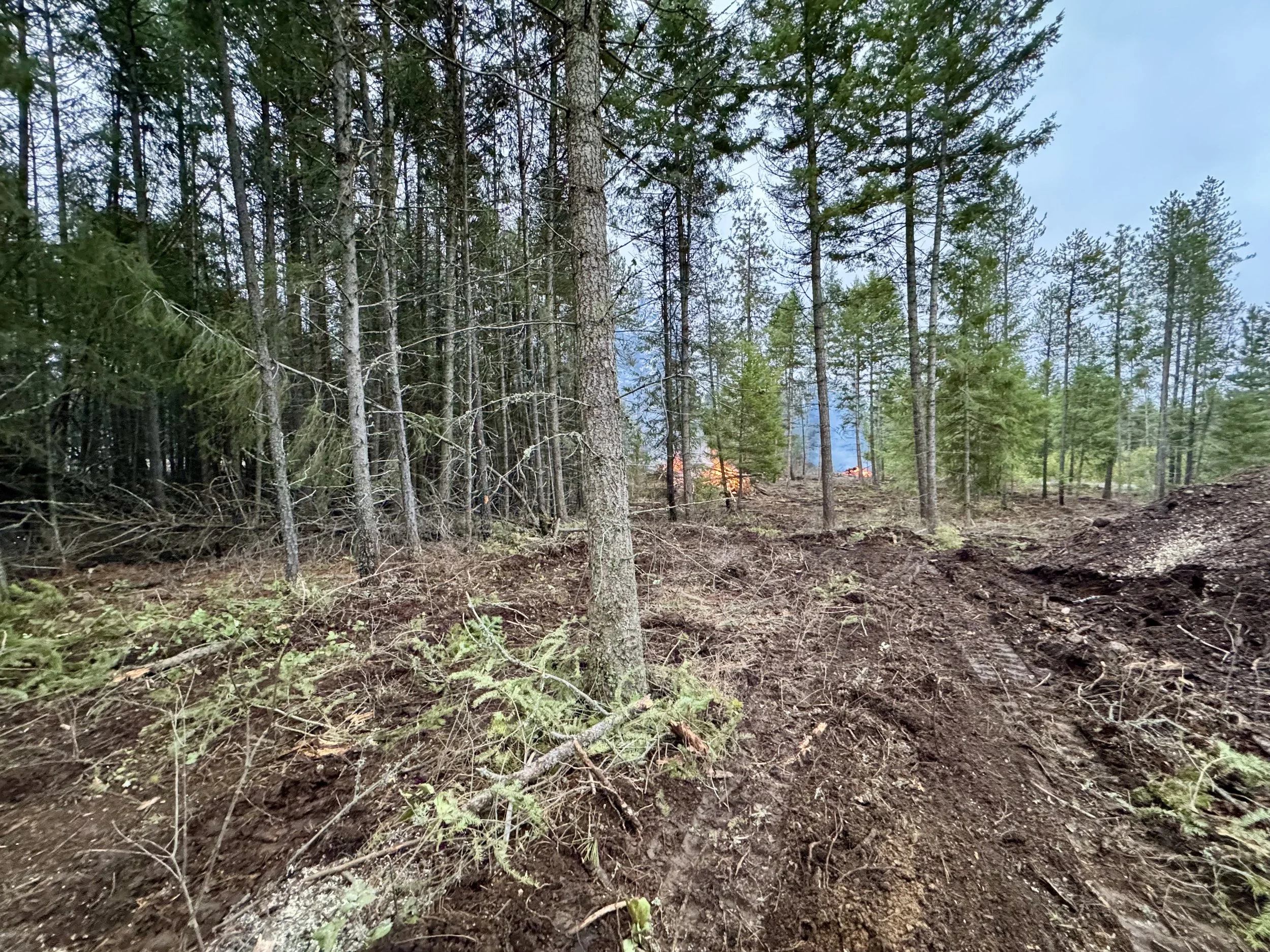 Forest with trees, some on fire in the distance, smoke visible in the background.