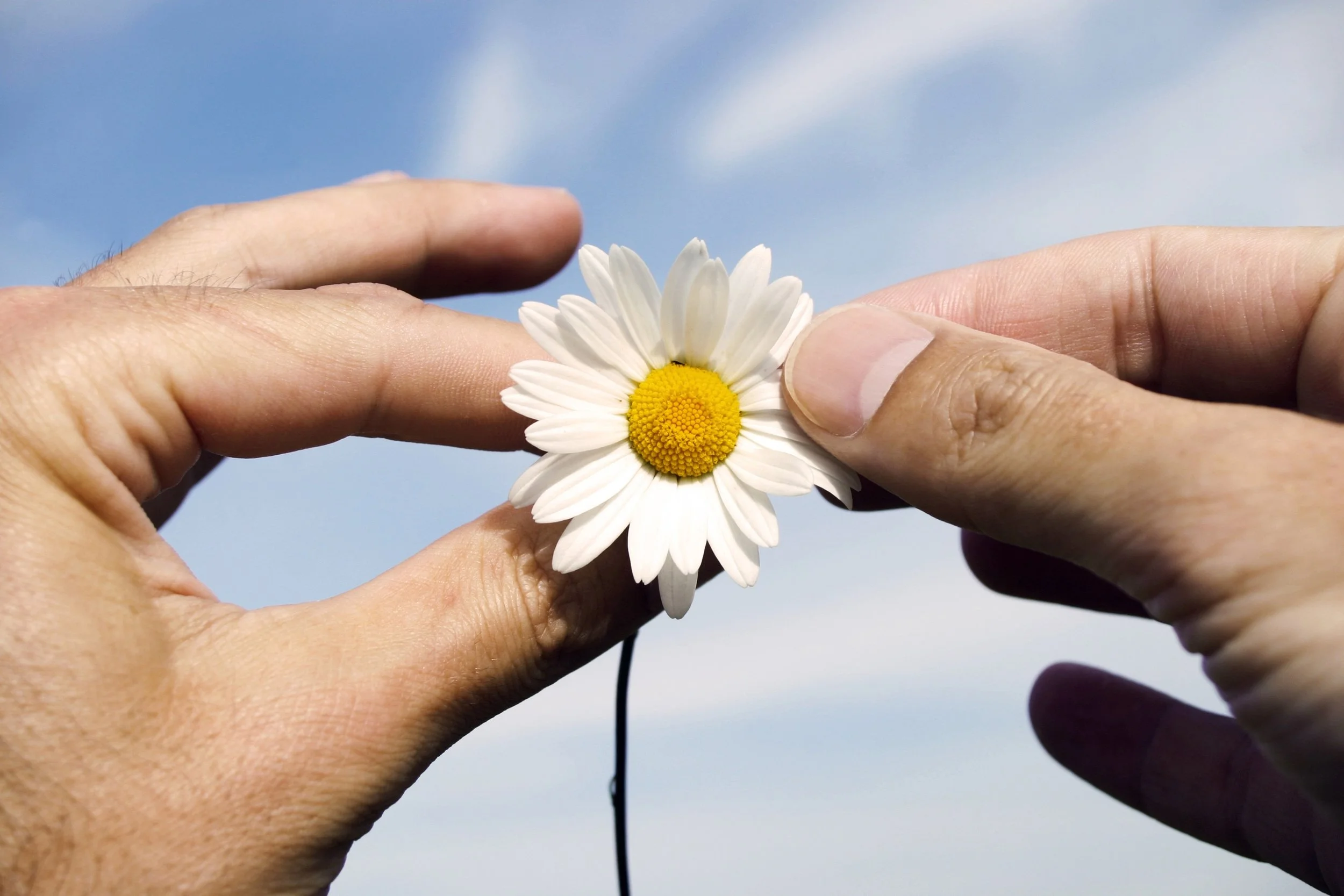 Two hands holding a white daisy with yellow center against a background of blue sky with clouds.