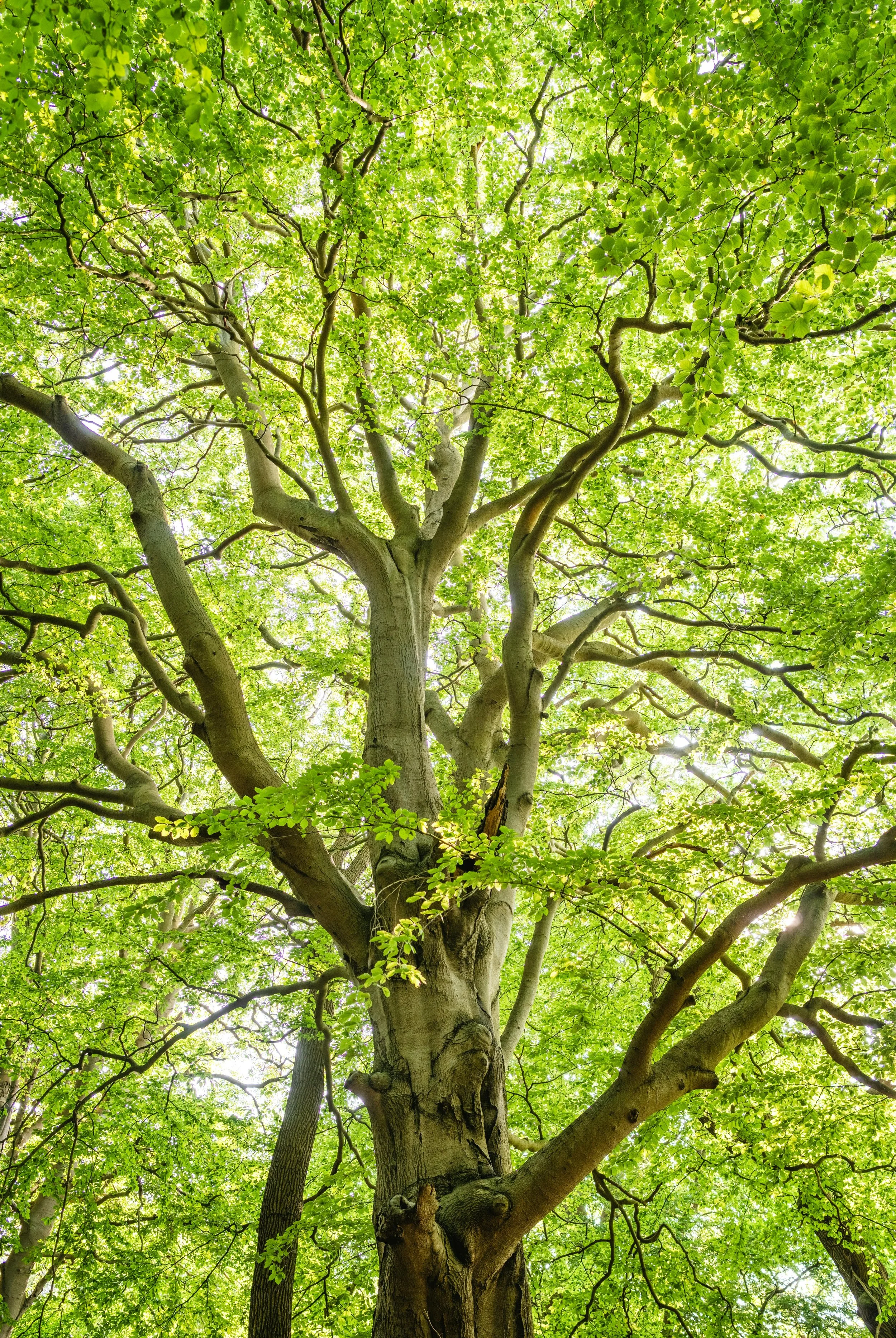 Looking up at a large tree with bright green leaves and twisting branches in a forest.