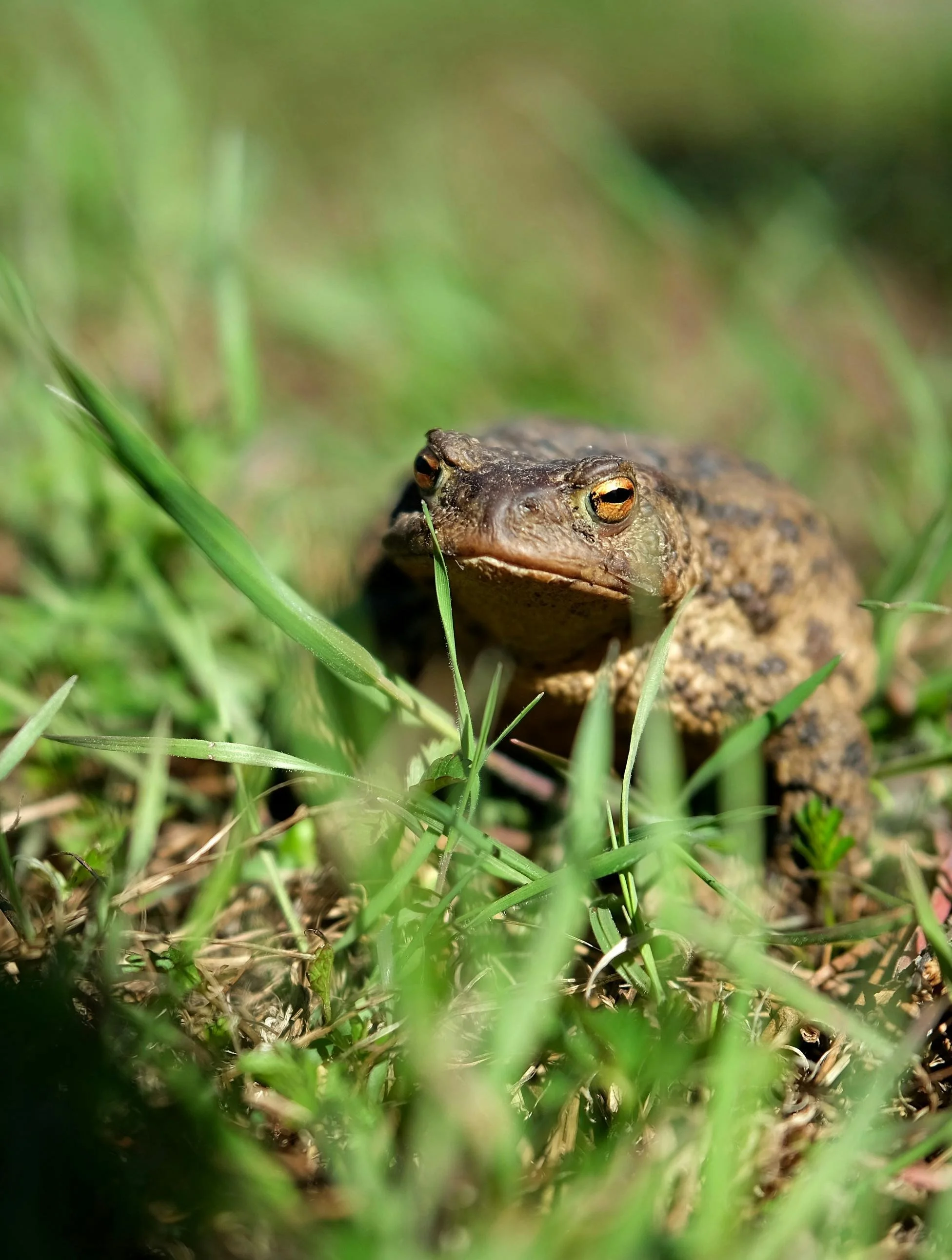 a close up image of the bufo alvarius frog native to the sanoran desert. this frog secretes a potent psychedelic call 5-MeO-DMT and is used for psychedlic healing ceremonies to treat meantal health conditions
