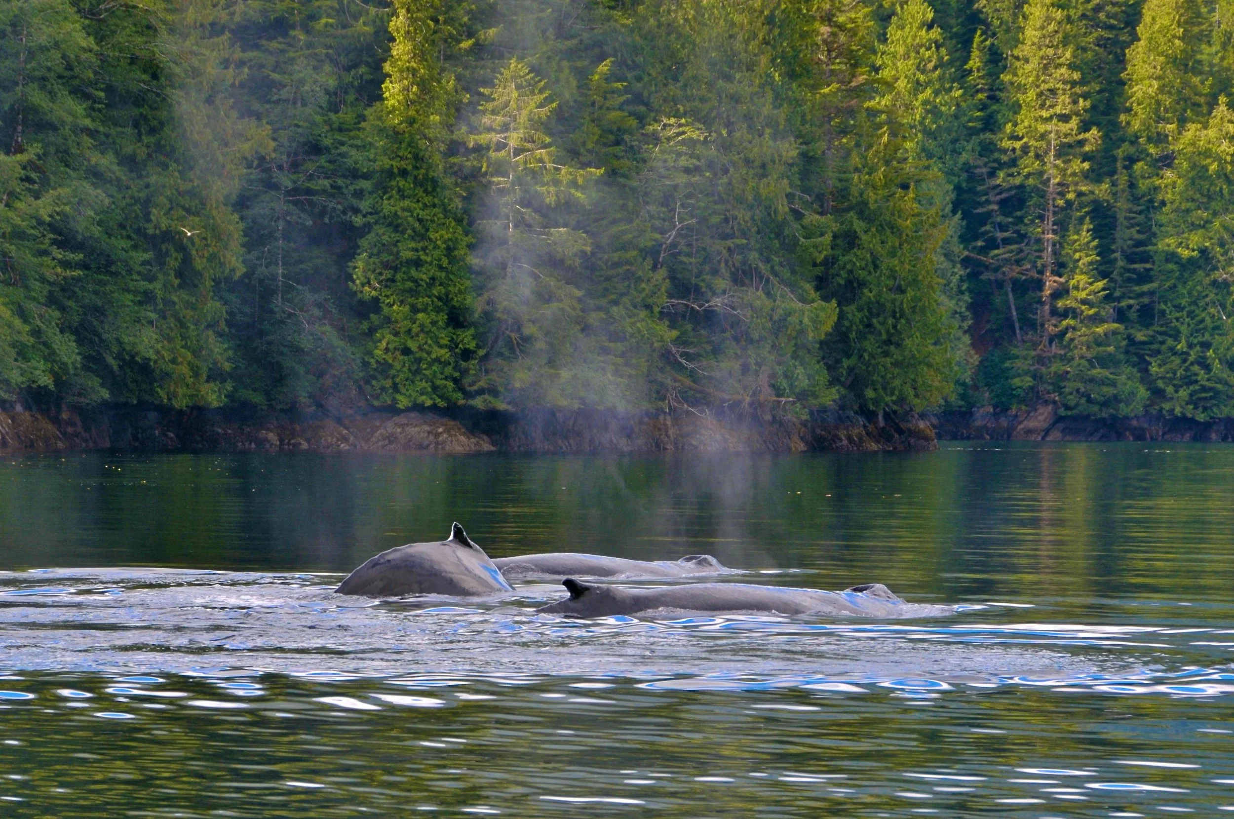 A scenic view of a river with two whales surfacing, surrounded by lush green trees on the riverbank, with some mist or smoke rising from the shoreline.