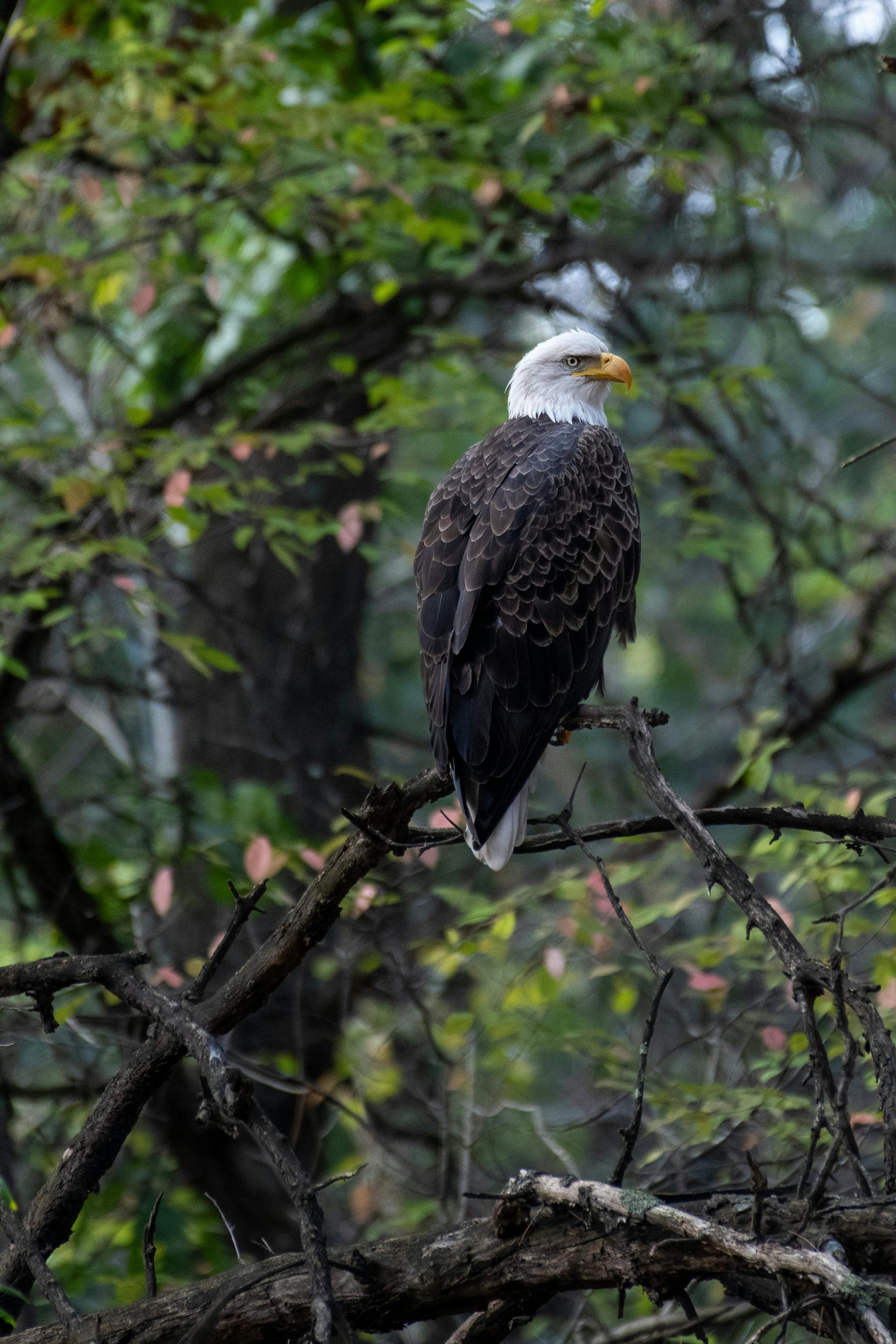 Perched bald eagle with white head and yellow beak on a tree branch amidst green foliage.