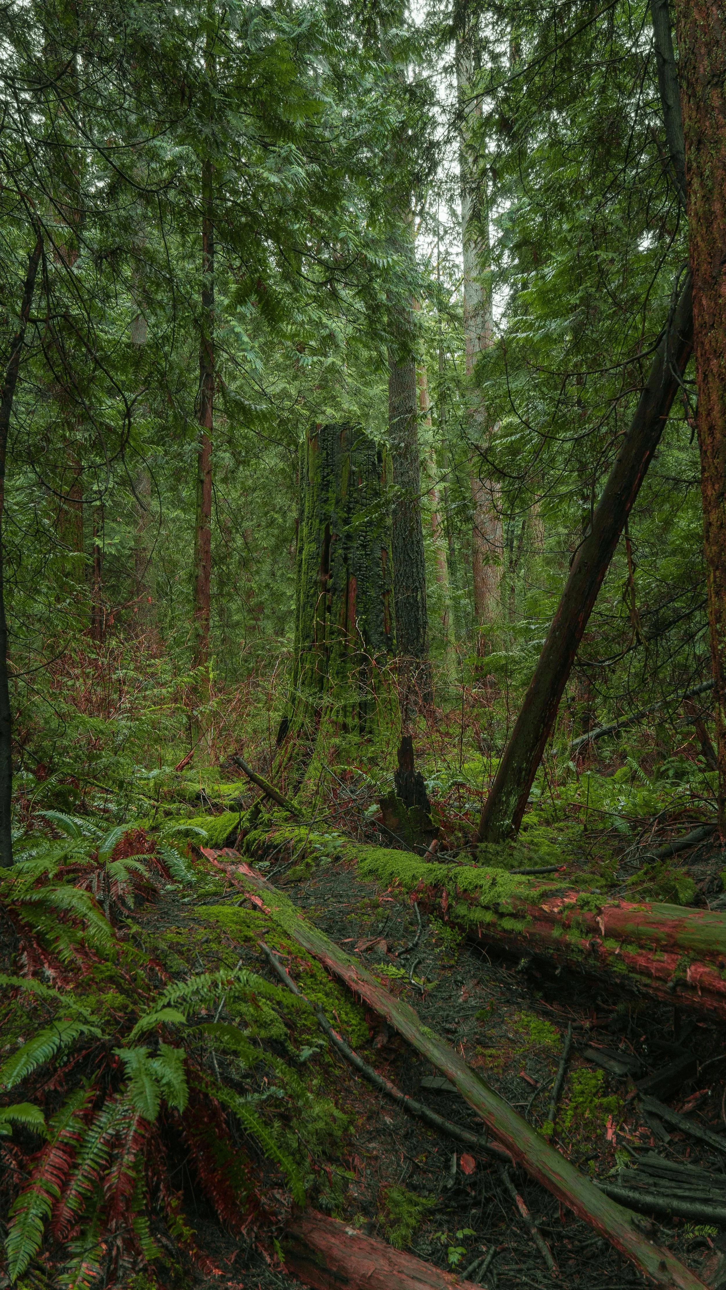 A dense forest scene featuring tall trees, lush green moss covering the ground, fallen logs, and damaged trees with burnt black bark in vancouver BC