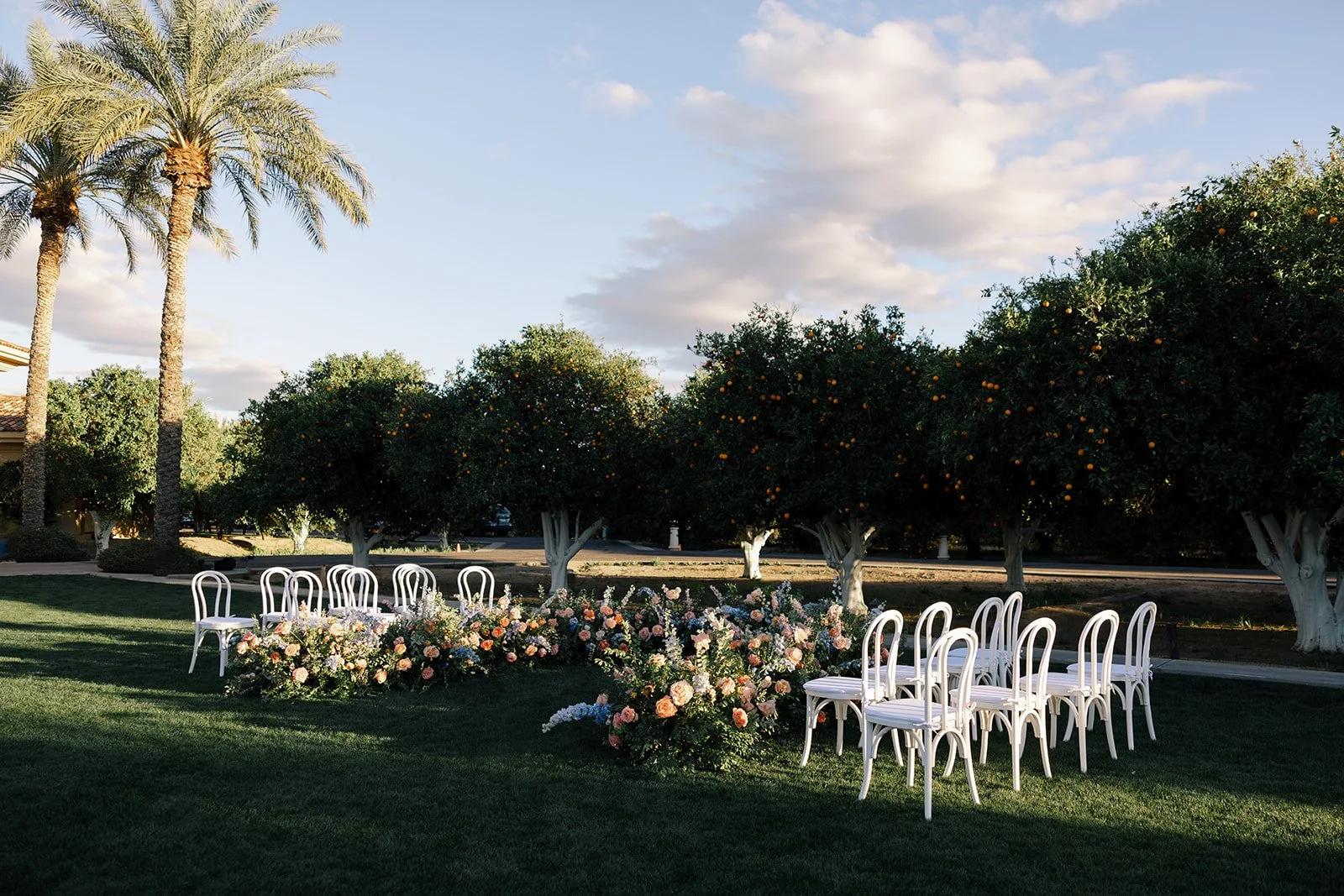 Outdoor wedding setup with white bentwood chairs arranged around floral arrangements on a lawn, under orange trees with a blue sky and clouds in Gilbert, Arizona.