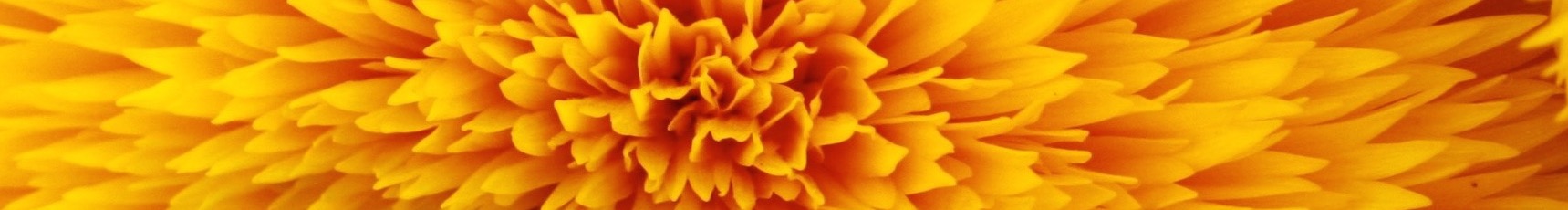 What We Really Know (About Mindfulness)