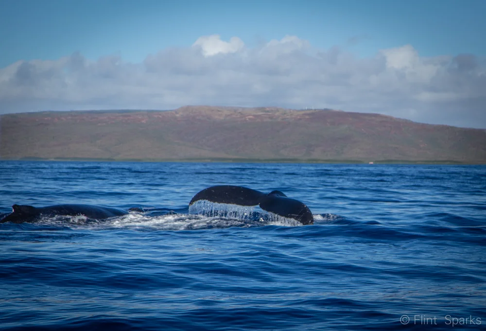 My doubts about mindfulness