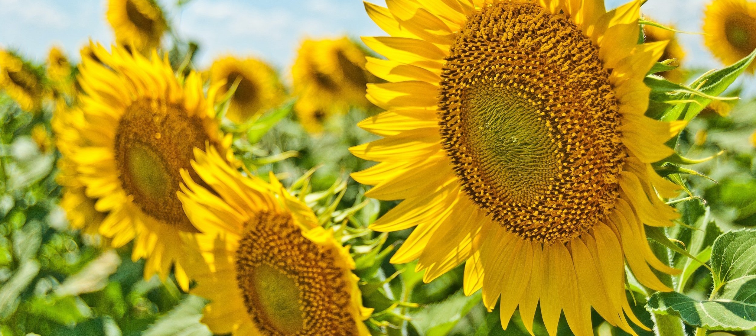 Kindness Daylong: Sustaining Rate