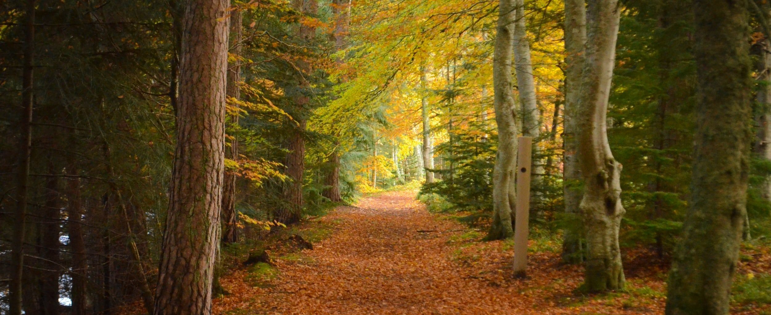 Goodness Daylong: Supported Rate