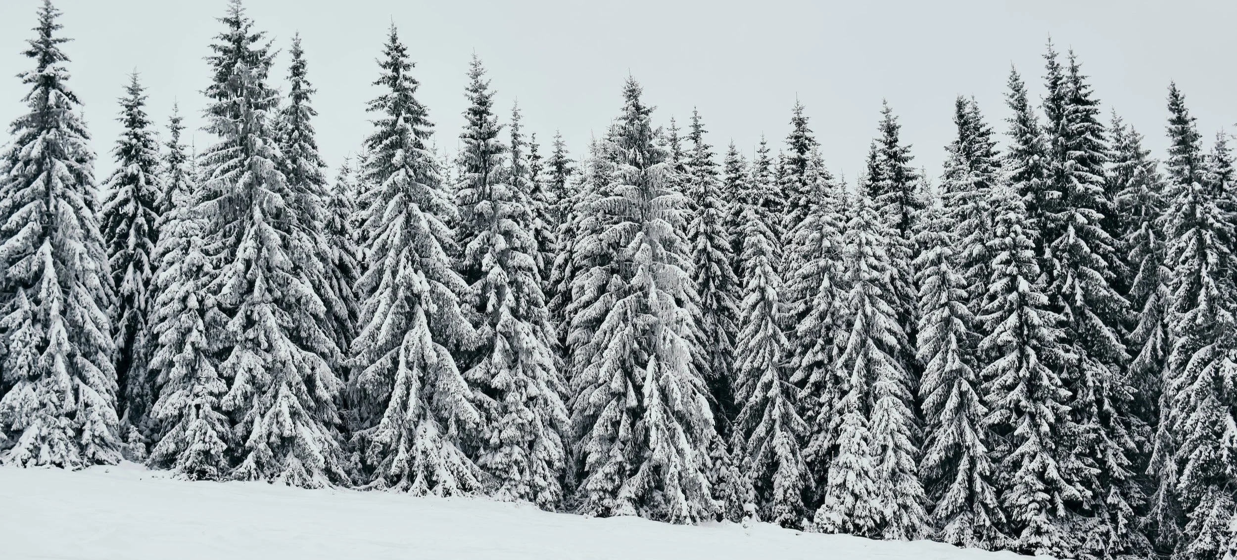 Truth Daylong: Benefactor Rate