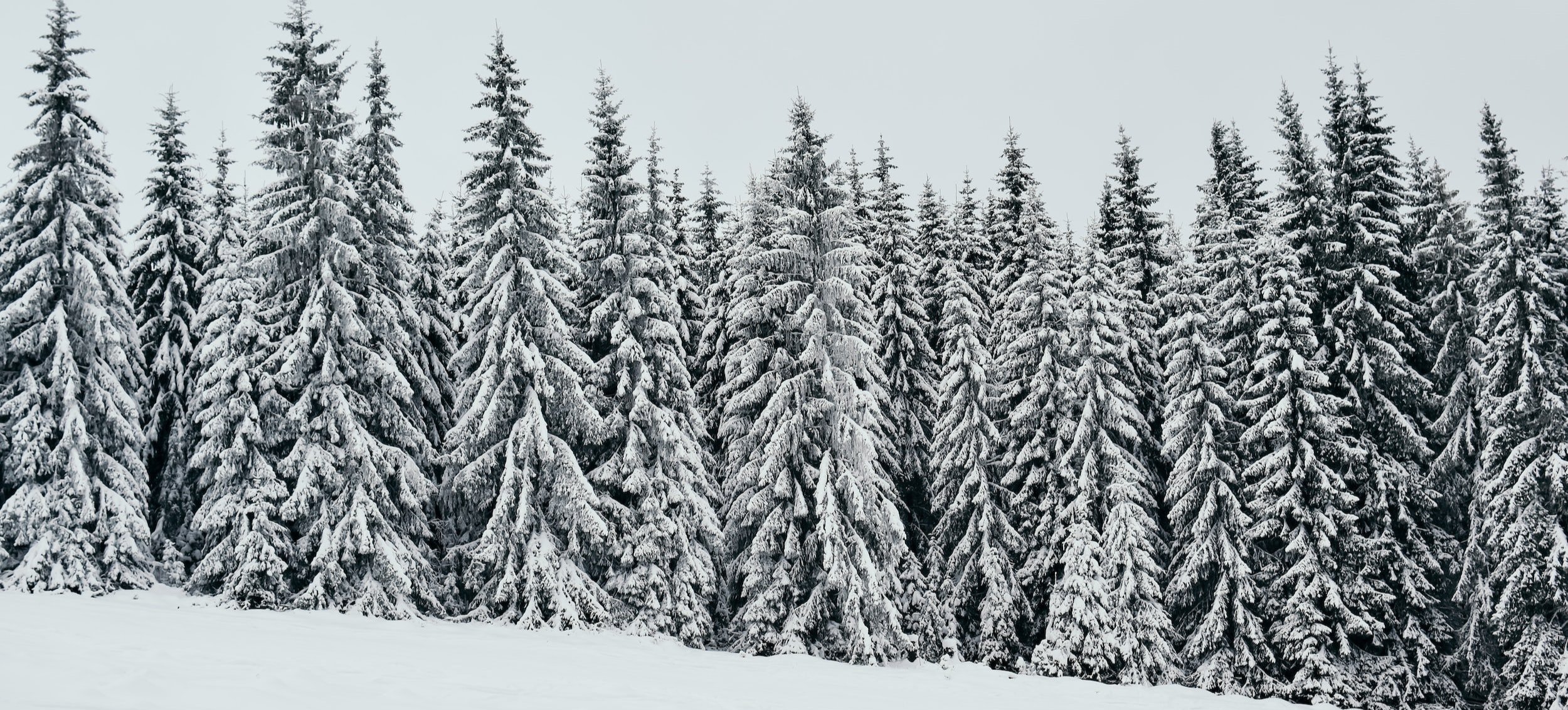 Truth Daylong: Sustaining Rate