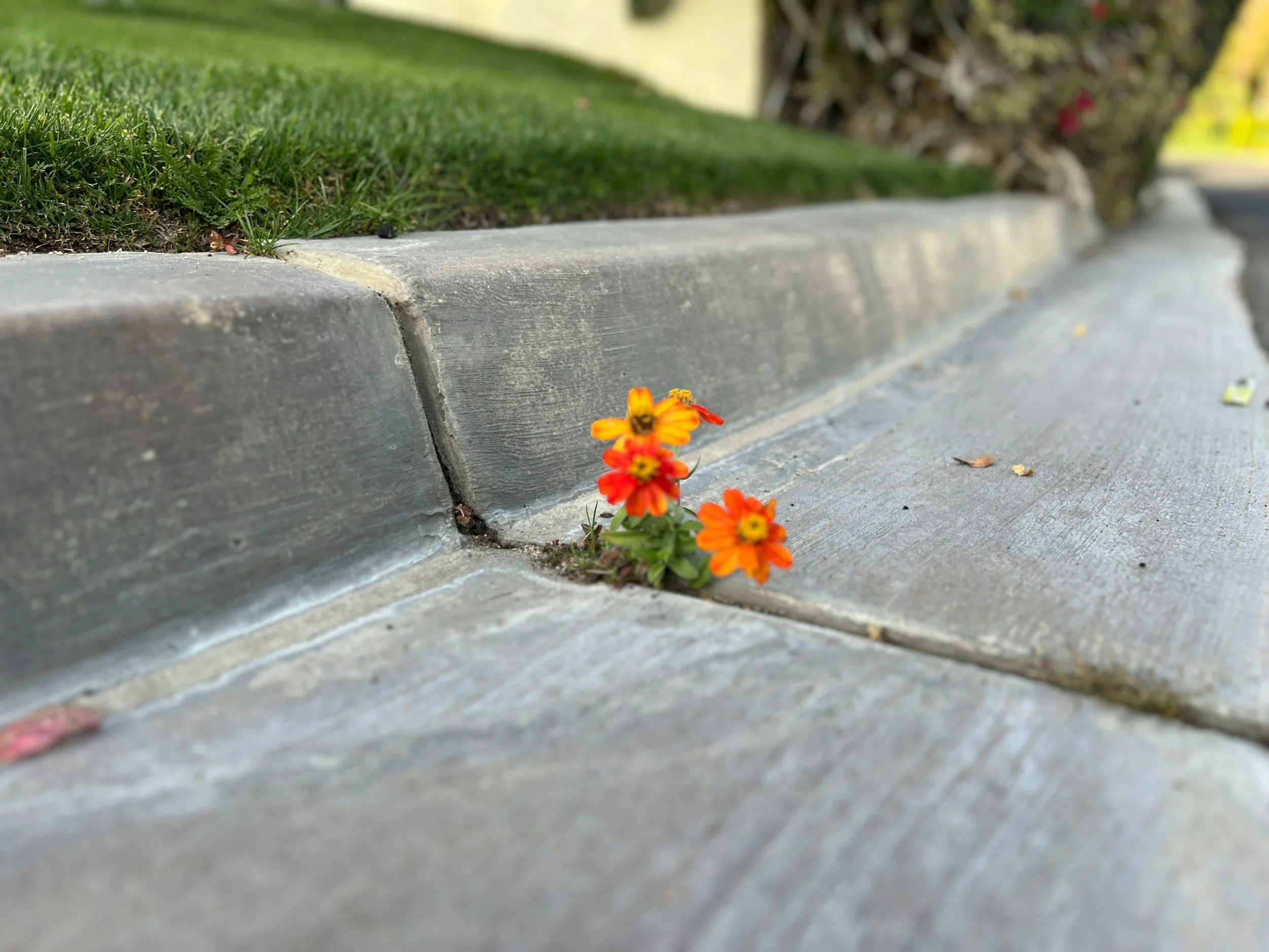 Small orange and yellow flowers growing between sidewalk cracks near a concrete curb, with green grass and a hedge in the background.