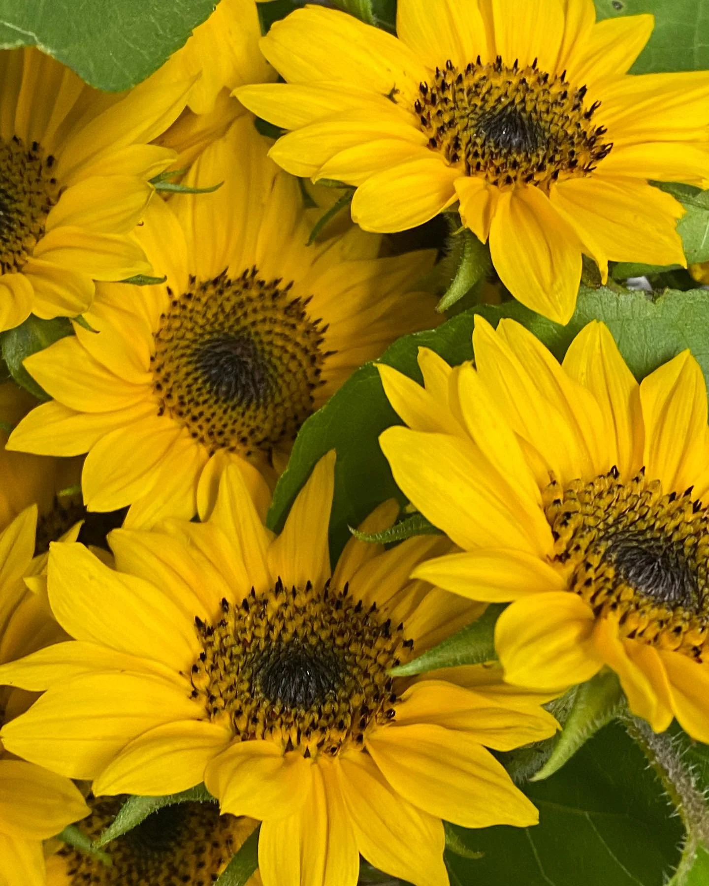 Sunflowers (by the Stem)