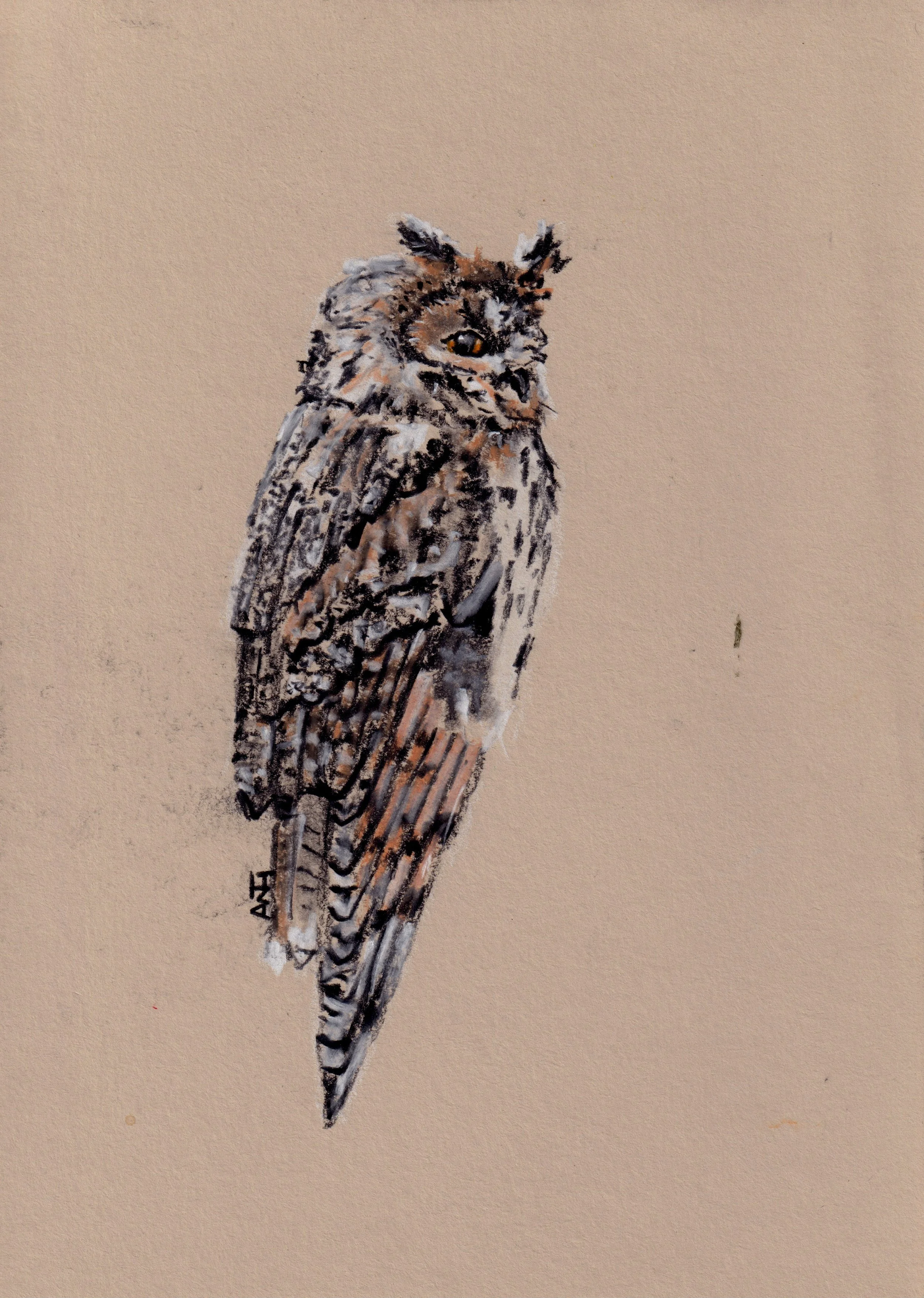 Long-eared Owl