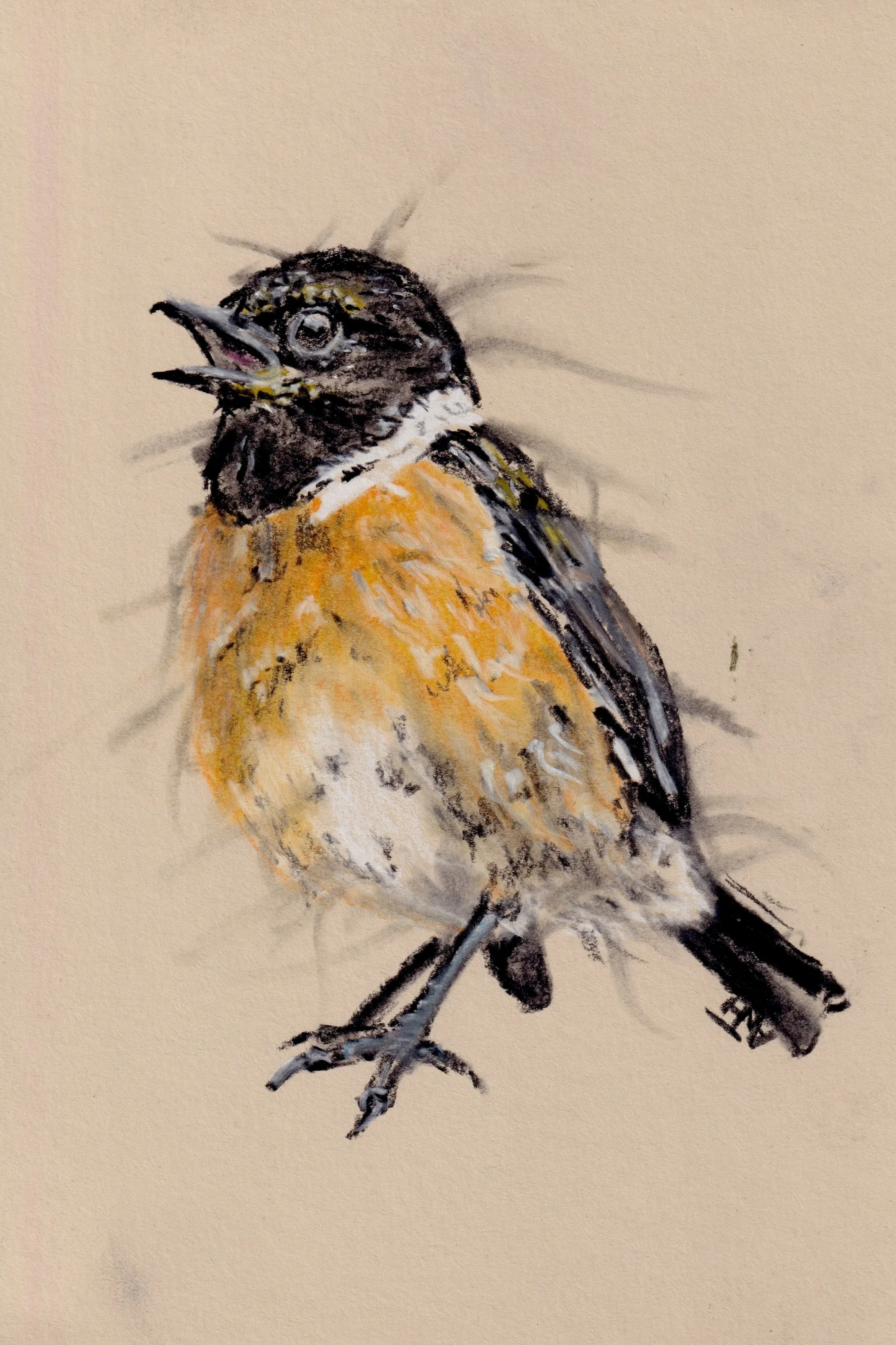Stonechat.jpg