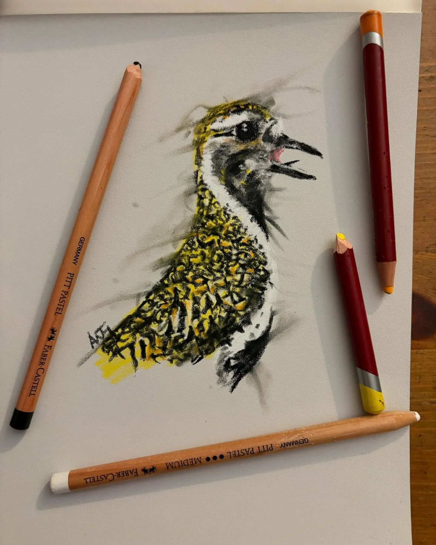 Quick n&rsquo; dirty Golden Plover. Just to quieten the head, going all Jackson Pollock on the plumage was fun (the fascination with JP I just don&rsquo;t get, but I guess it&rsquo;s better than a banana duct taped to a wall&hellip;)

#drawing #sketc