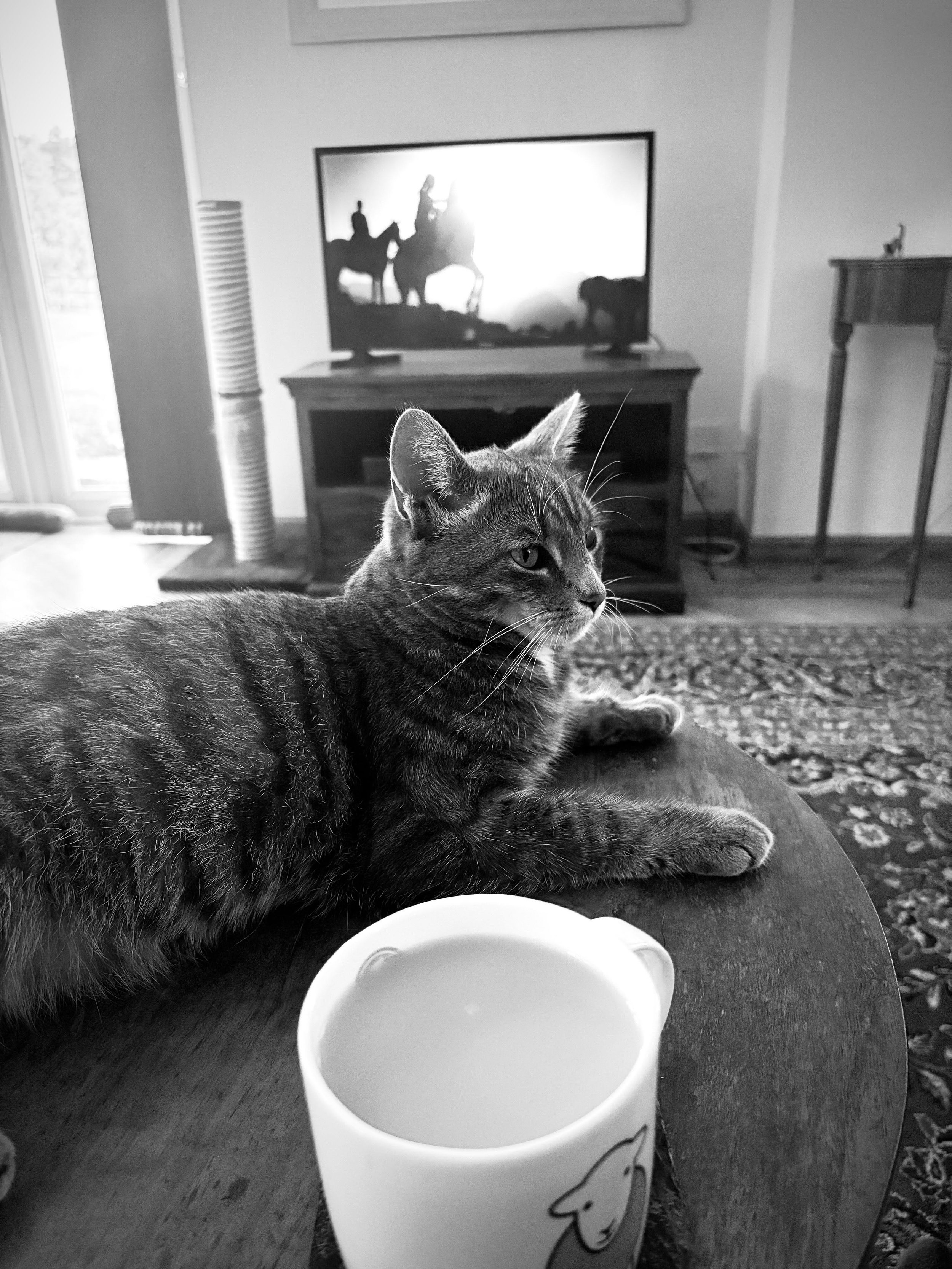 One thing you can guarantee watching the latest @bettany_hughes programme, there&rsquo;s even something for the cats to enjoy when watching&hellip;.

#rescuecat #tabby #history