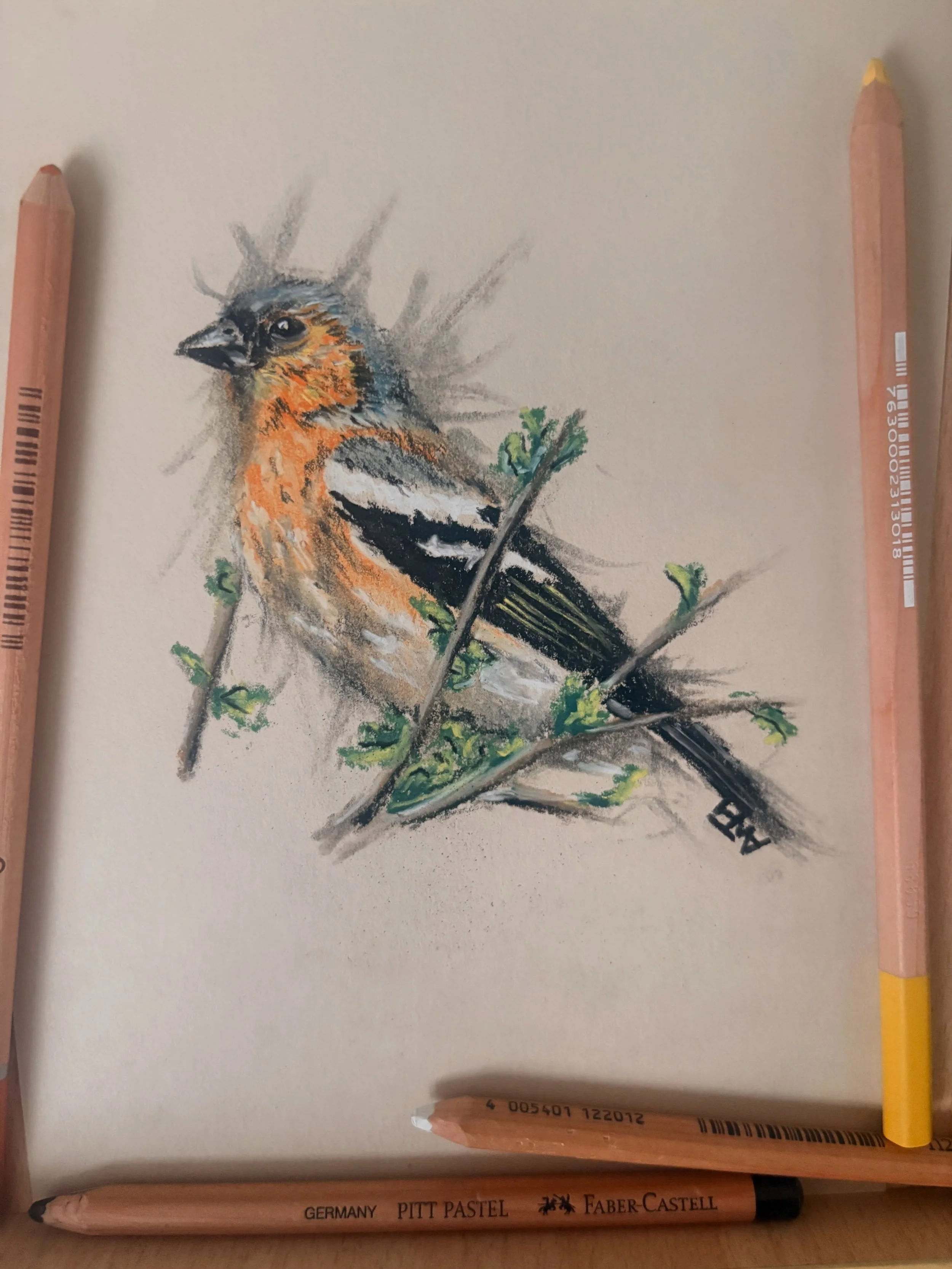 Not sure why I&rsquo;ve never drawn a chaffinch till now, as I&rsquo;ve got plenty of my own source photos and the colours are stunning. Another of the little oft overlooked garden birds that I like to capture, and who will likely travel to Fintry wi