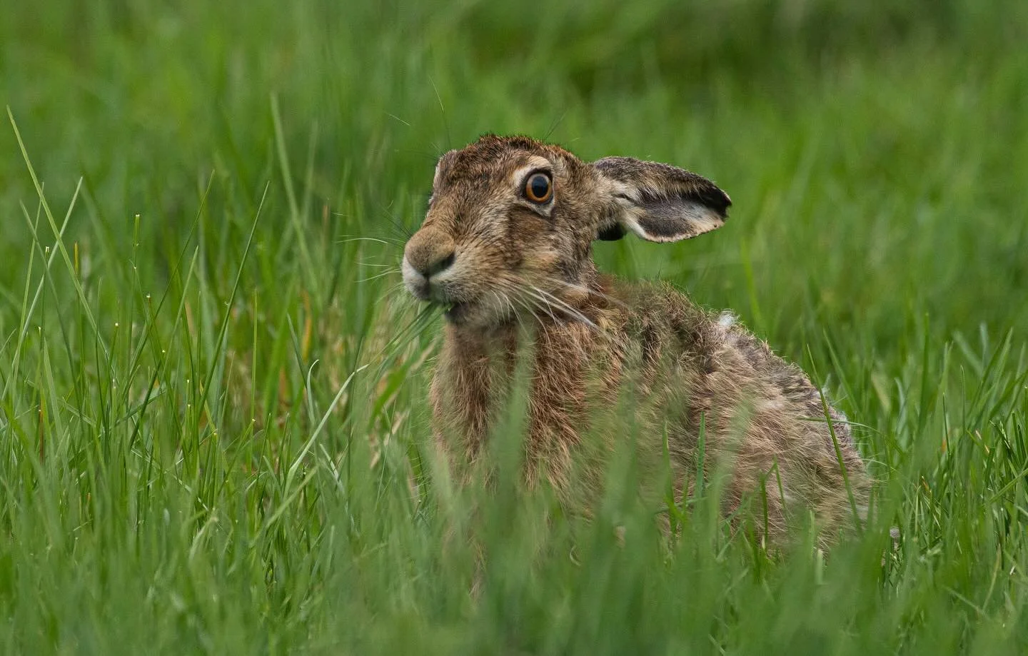 A selection of my favourite Hares for @reynolds.portraiture given the &lsquo;comment with a photo&rsquo; feature doesn&rsquo;t seem to be working. Worth scrolling through if youv3 never seen a Hare yawning before&hellip;

#brownhare #wildlife #wildli