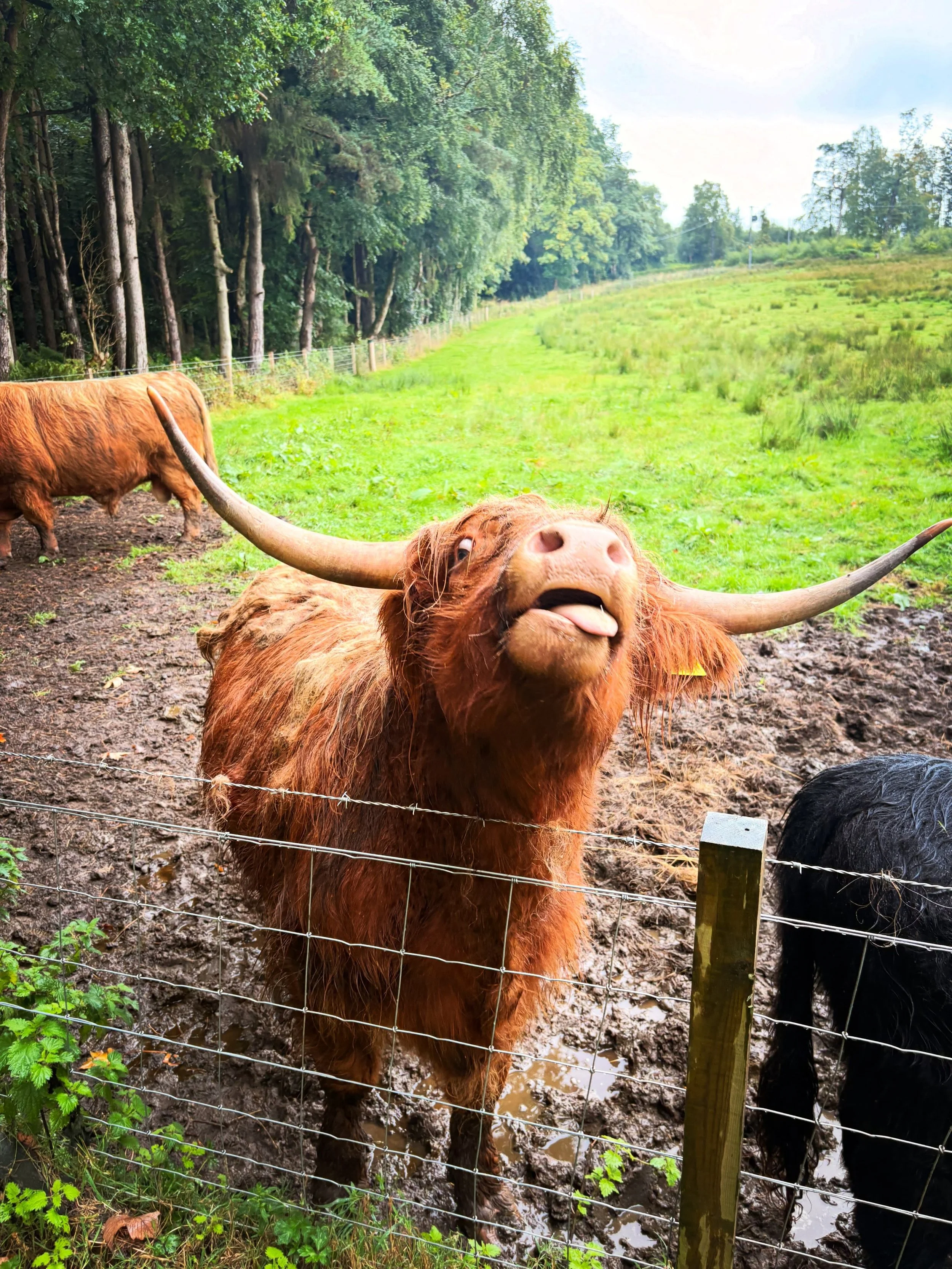 Popped in by @ochilscoffeeroastery for some new beans (and a gander at the new deck). Being based on @solsgirth_home_farm_ means there&rsquo;s always something to have a look at, but I swear this Heilan&rsquo; Coo is a living cartoon representation&h