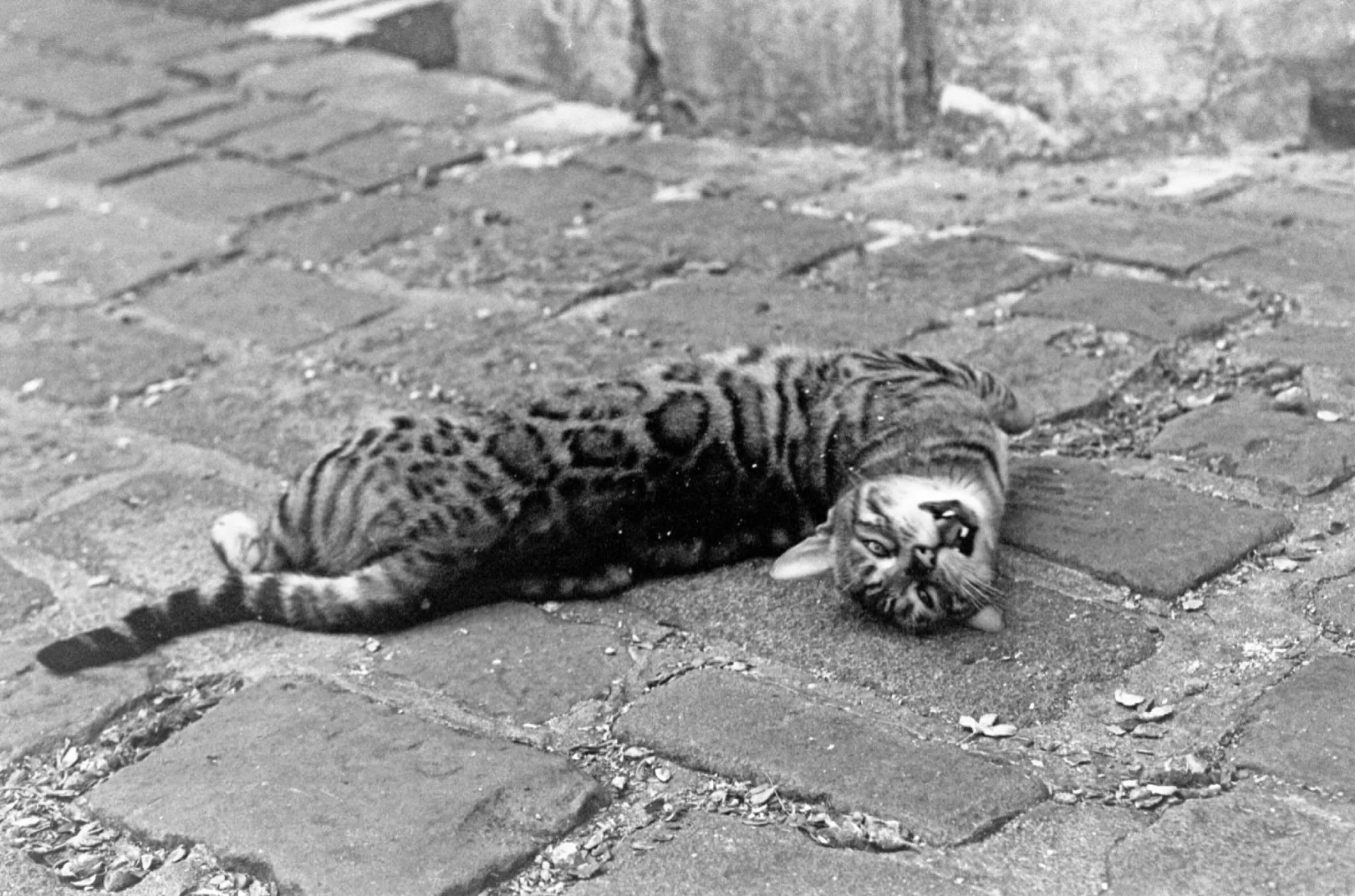 First night in York, at the start of the week, outside the Minster, and everyone was just watching this Bengal. And rightly so. Utter diva.

#cat #catsofyork #yorkminstercat #bengalcat #analoguephotography 

Nikon FE
Kodak Tri-X 400