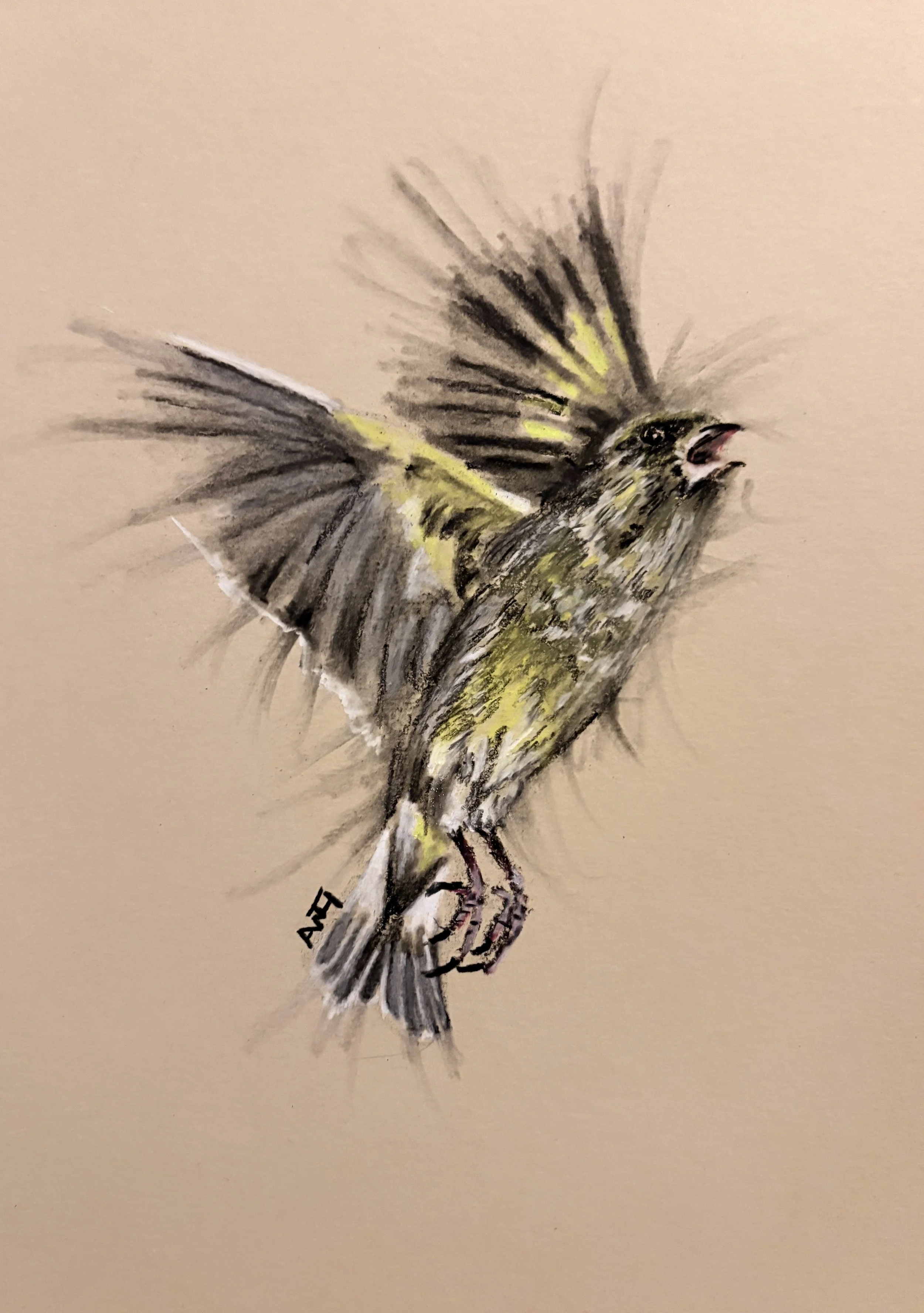 Greenfinch