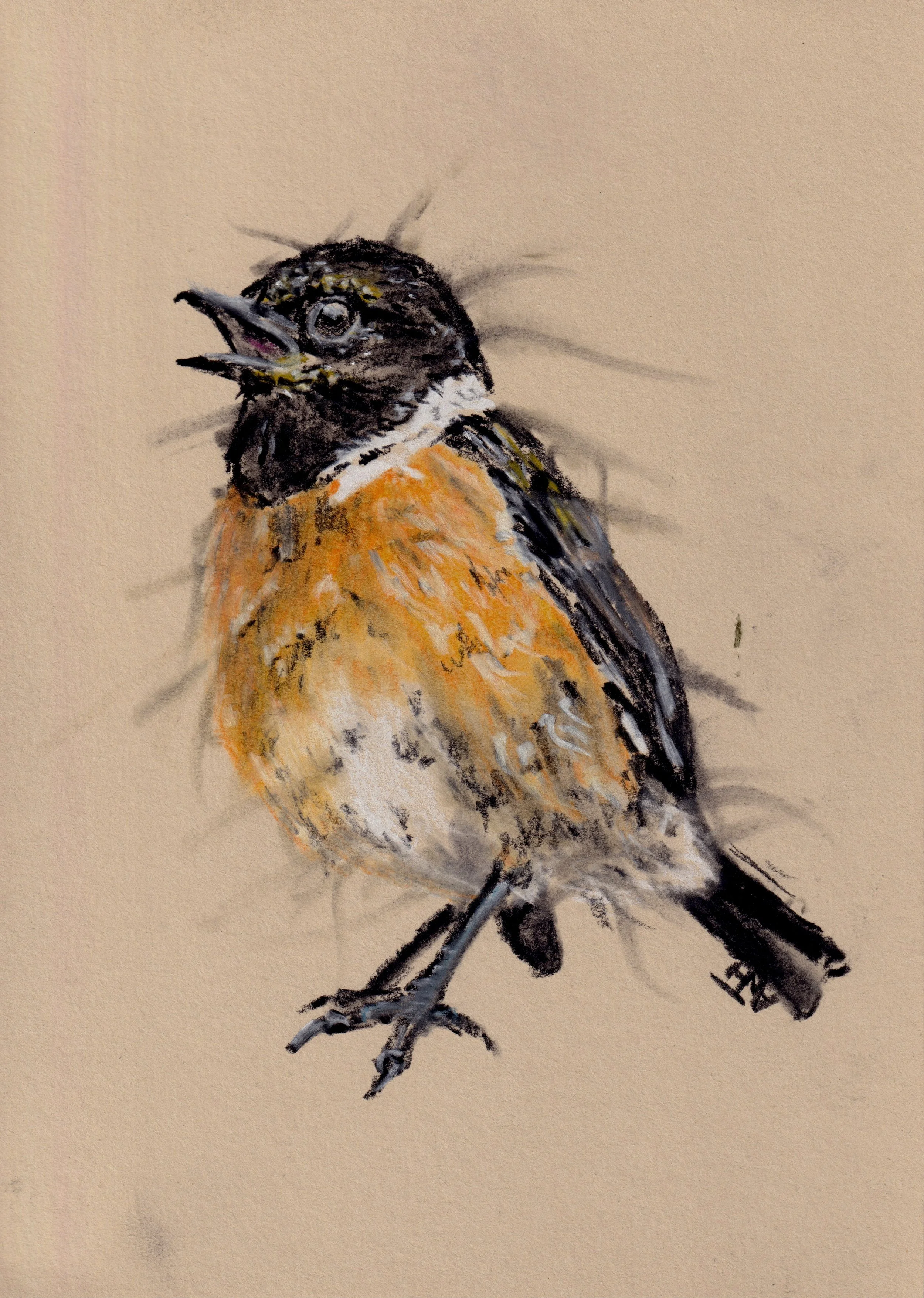 Stonechat