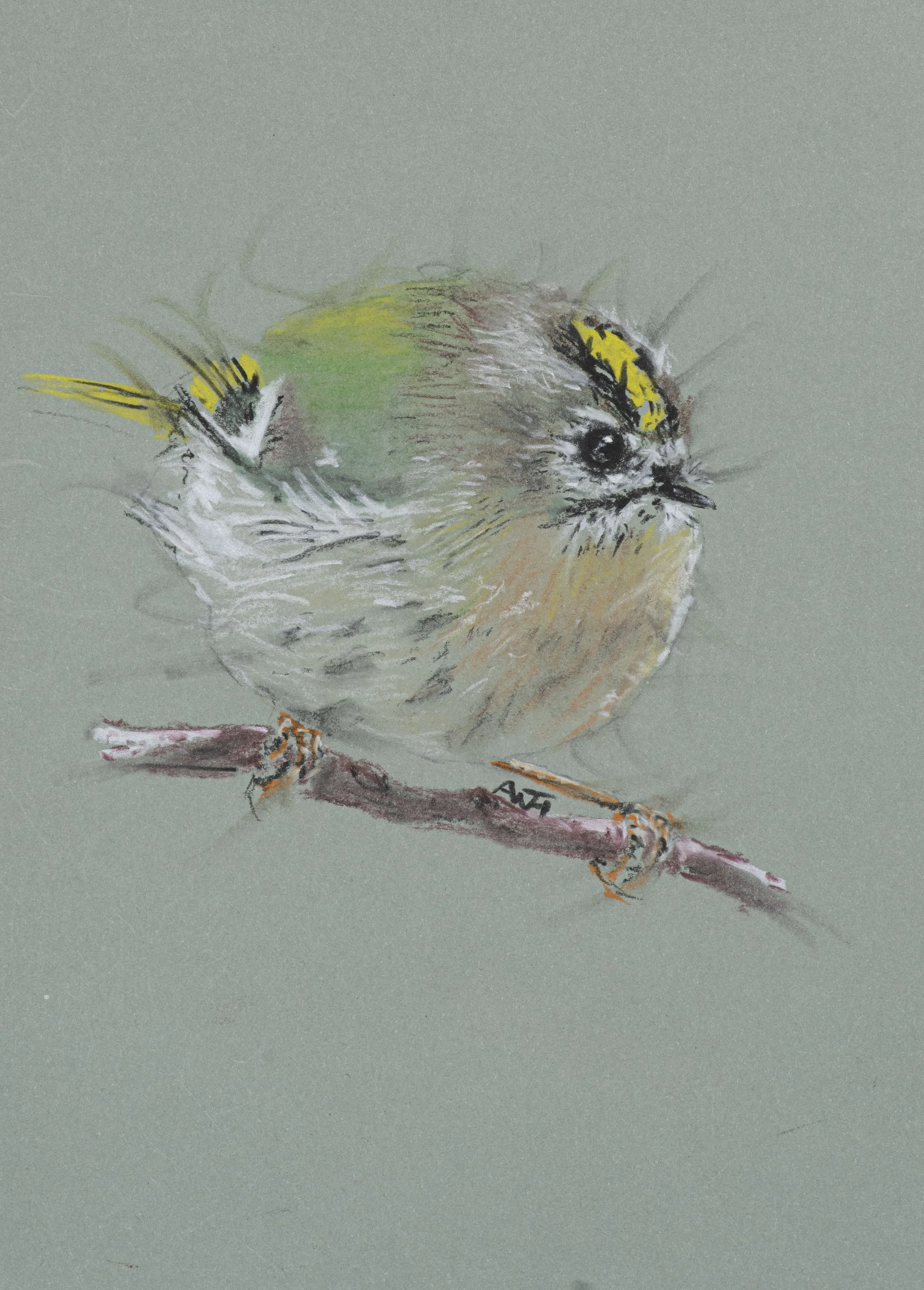 Goldcrest