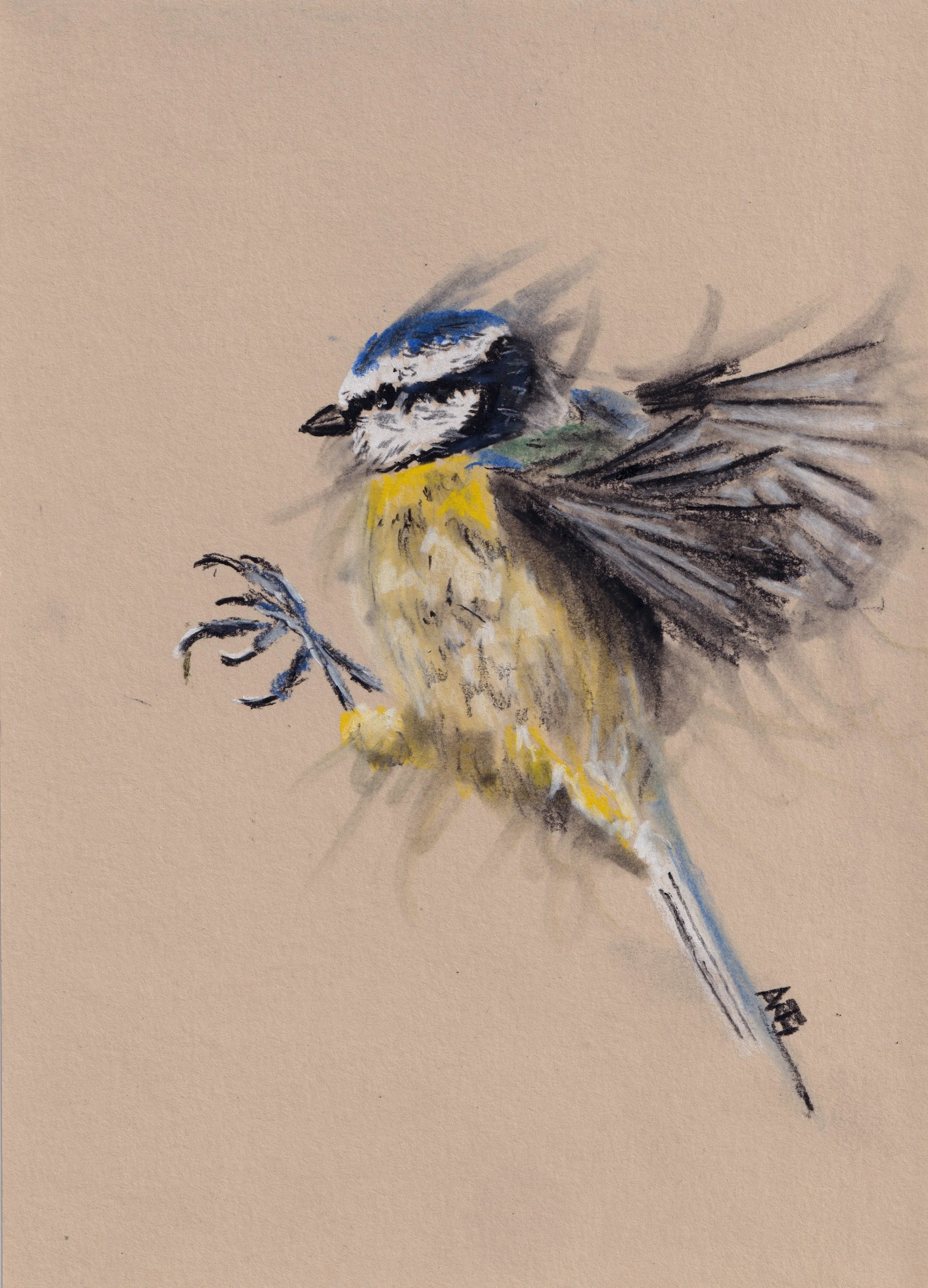 Blue Tit