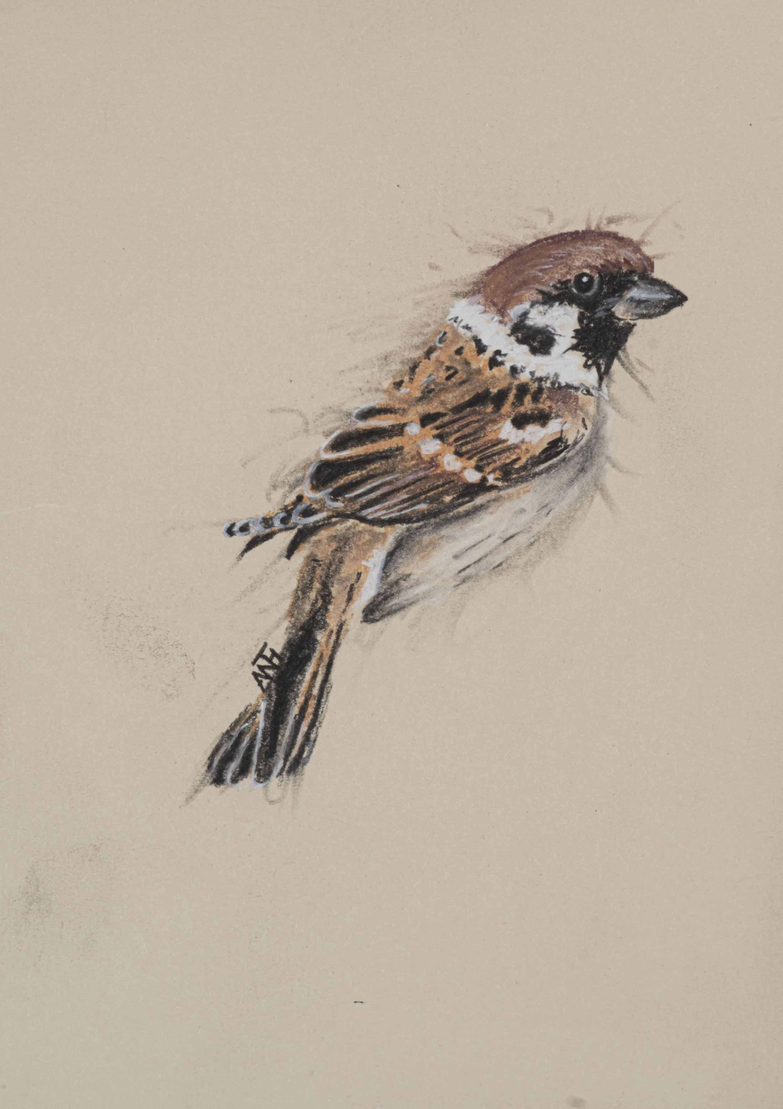 Tree Sparrow