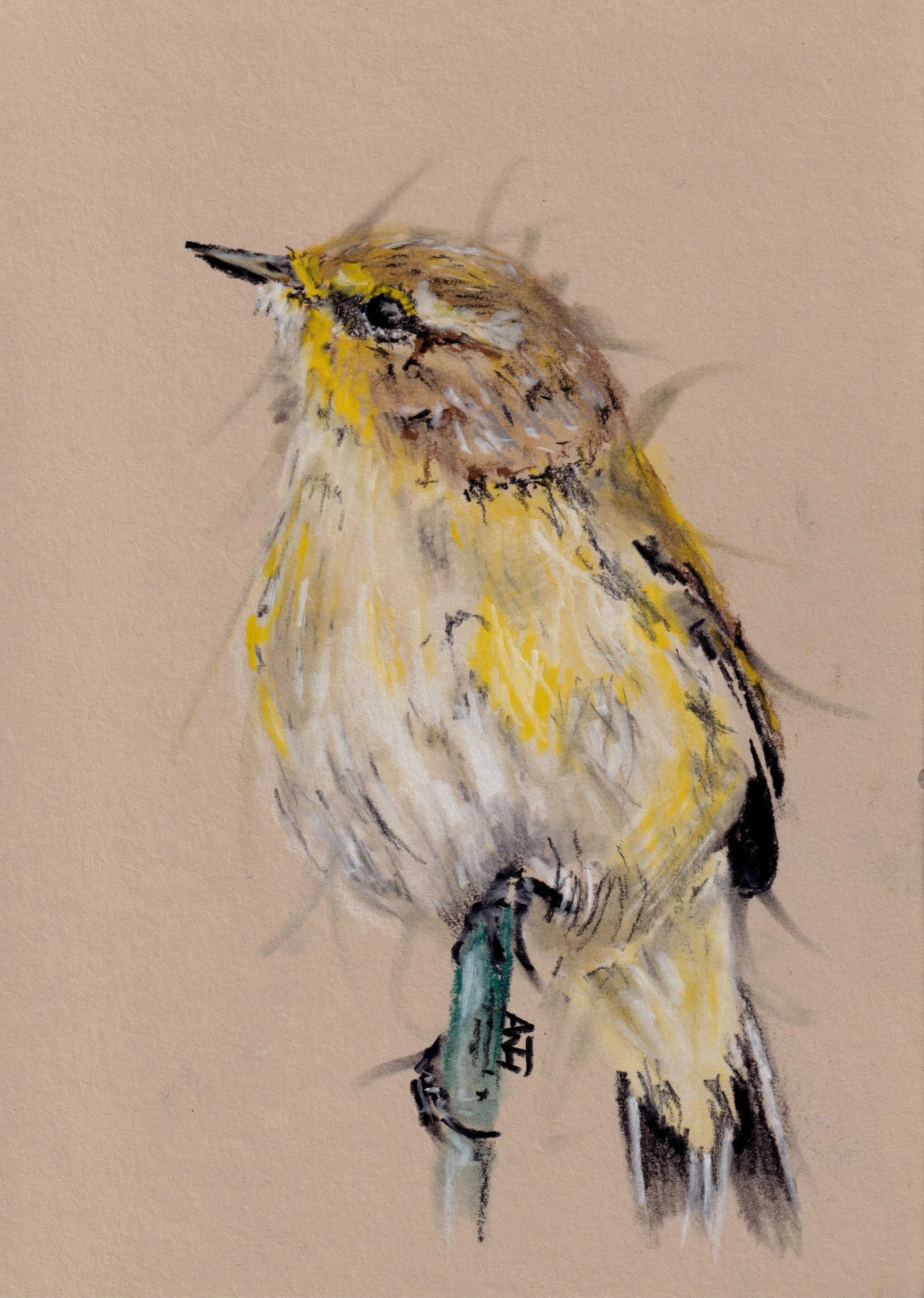 Willow Warbler