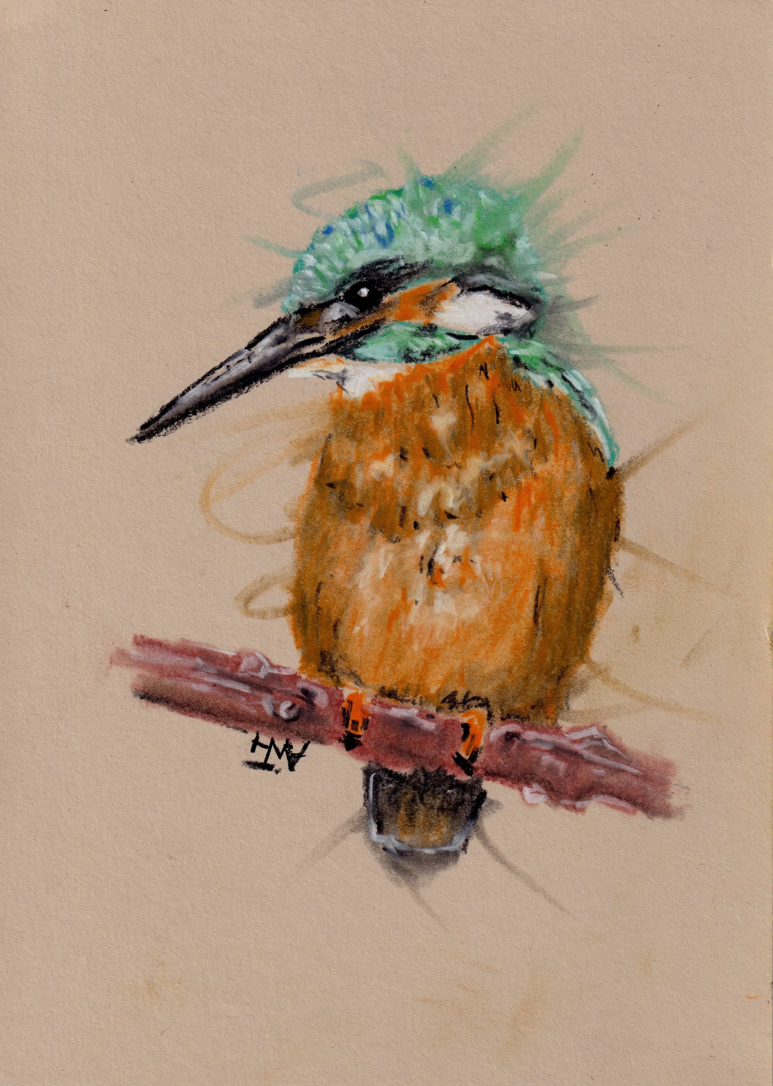Kingfisher