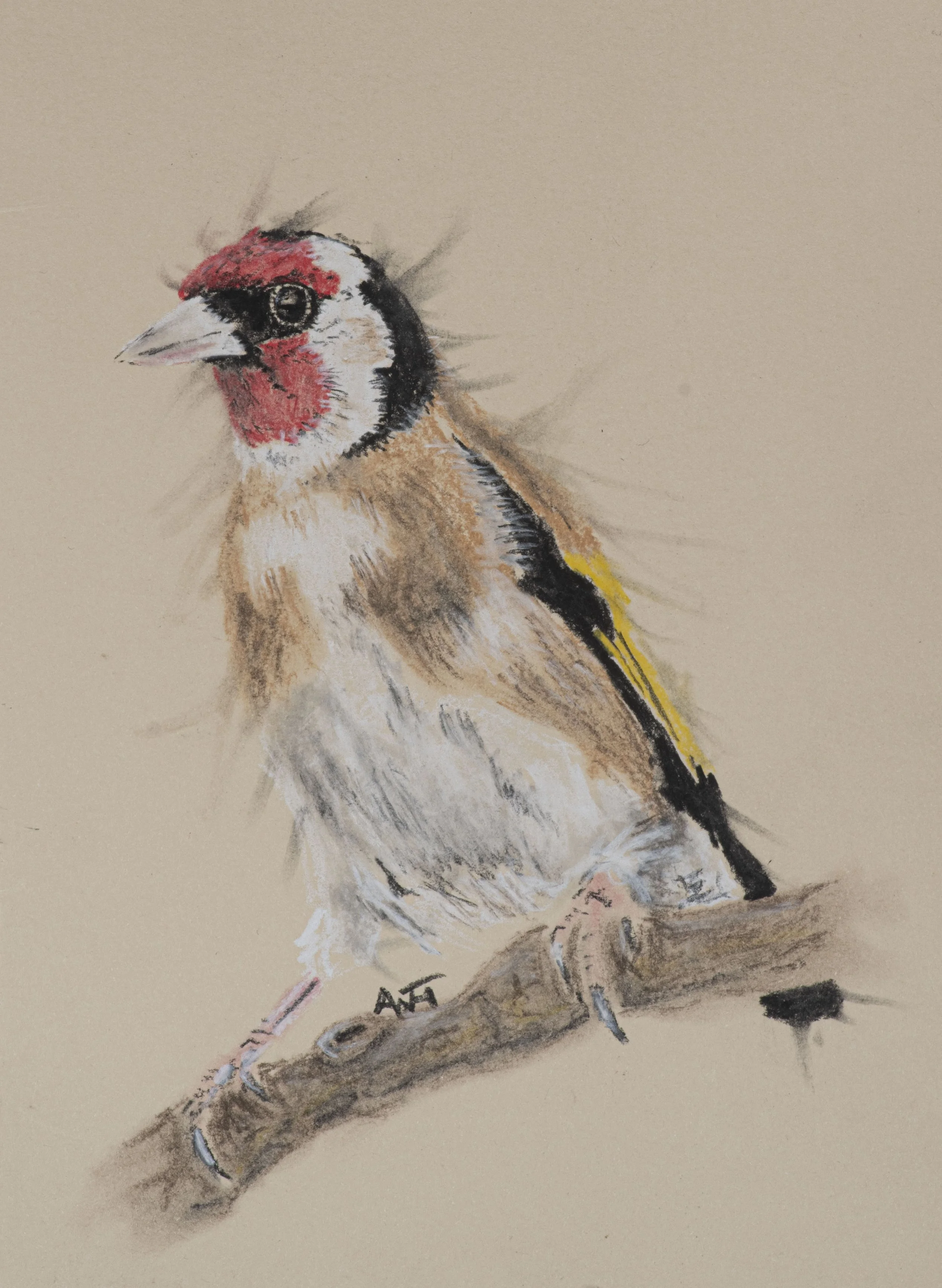 Goldfinch