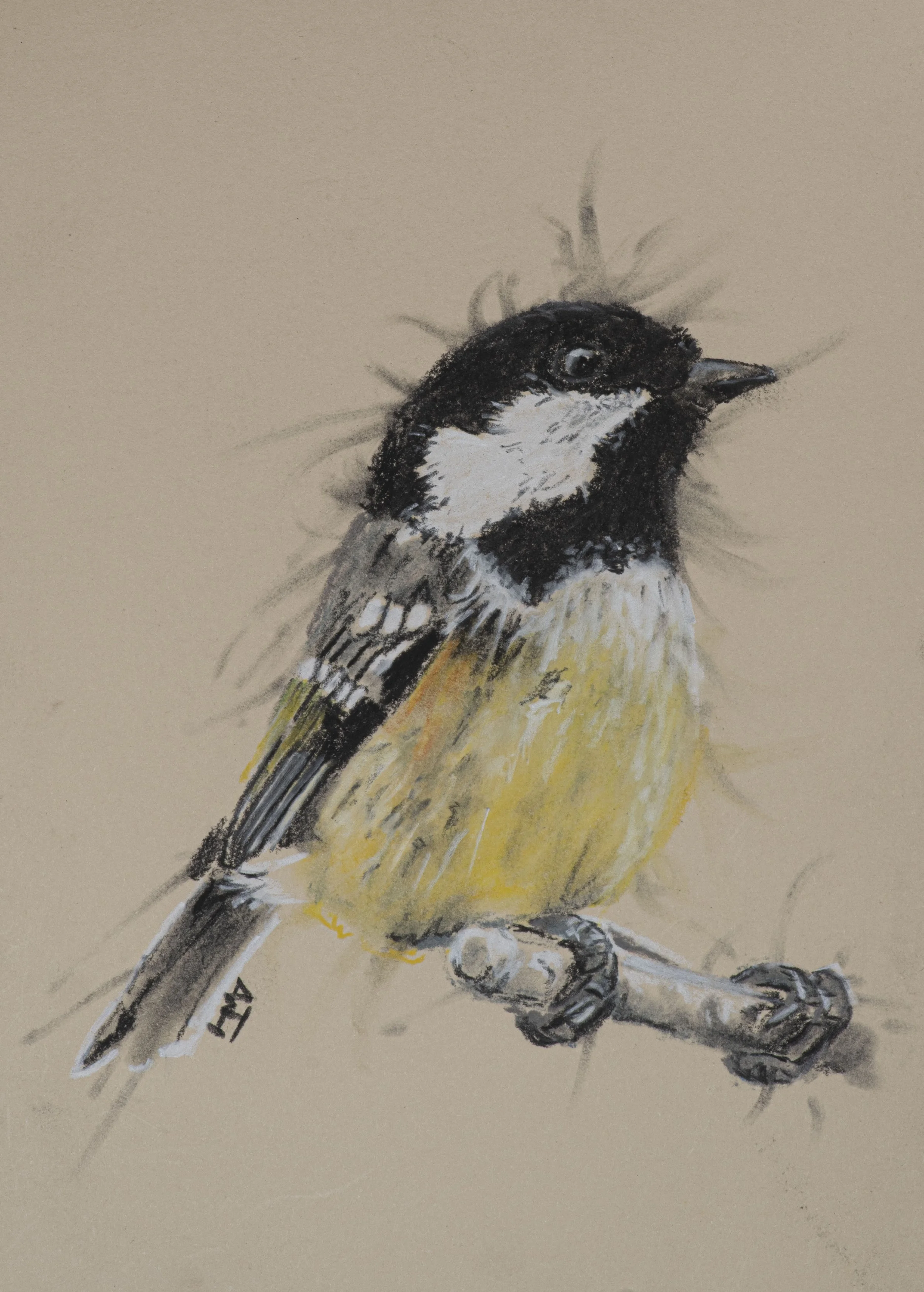 Great Tit