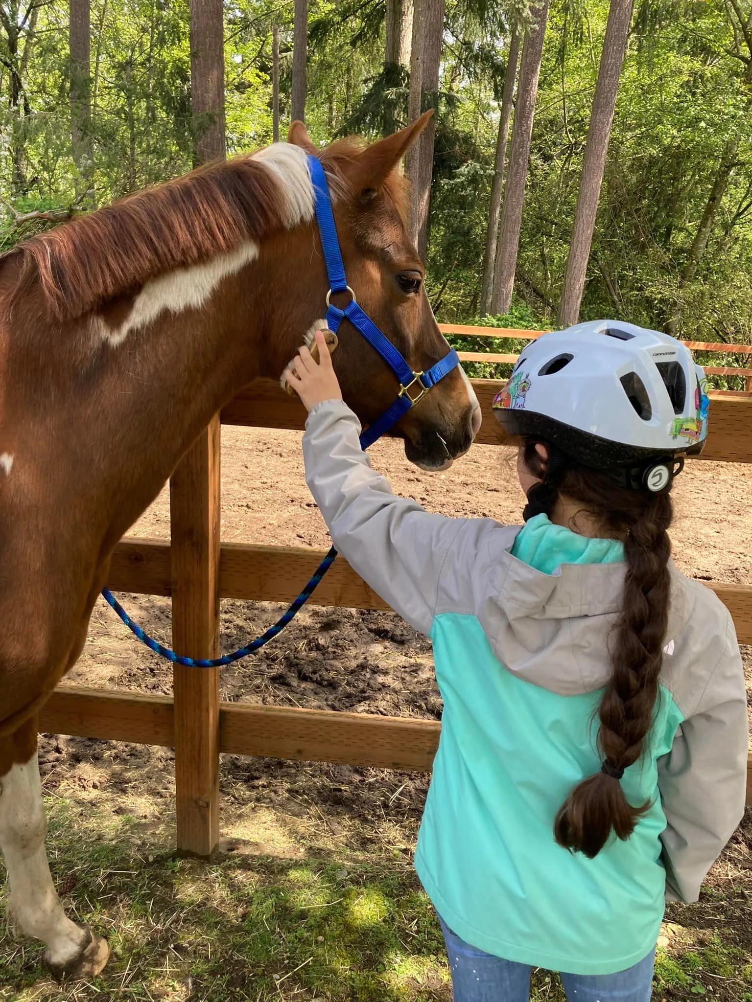 A young girl with a braid, wearing a helmet and a jacket, touching a brown and white horse with a blue halter in an outdoor wooded enclosure.