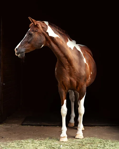A horse standing sideways in a stall with dark background, with its body digitally altered to be round like a ball.