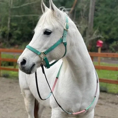 White horse with a turquoise halter standing outdoors on a dirt area, with a wooden fence and greenery in the background.