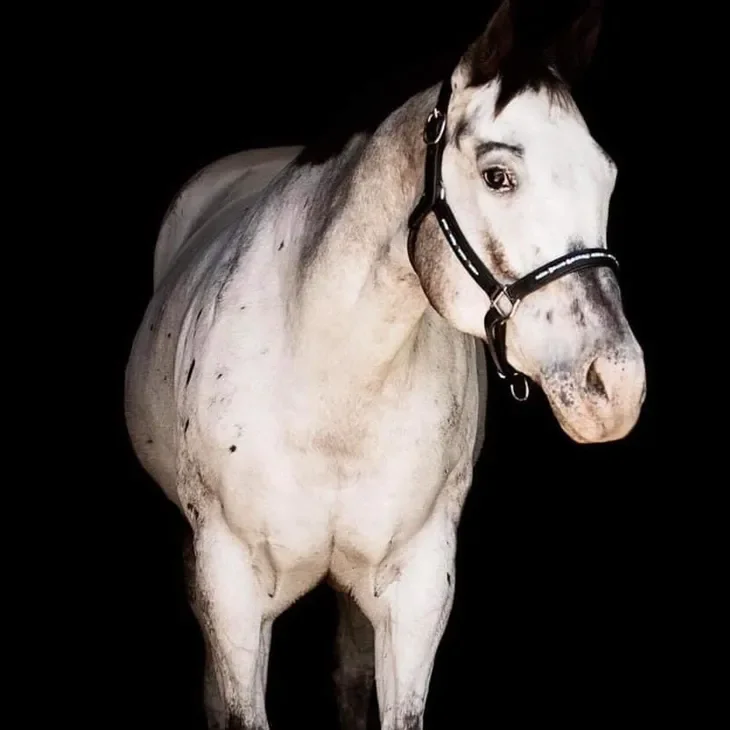 A white and gray horse with a black halter against a black background.