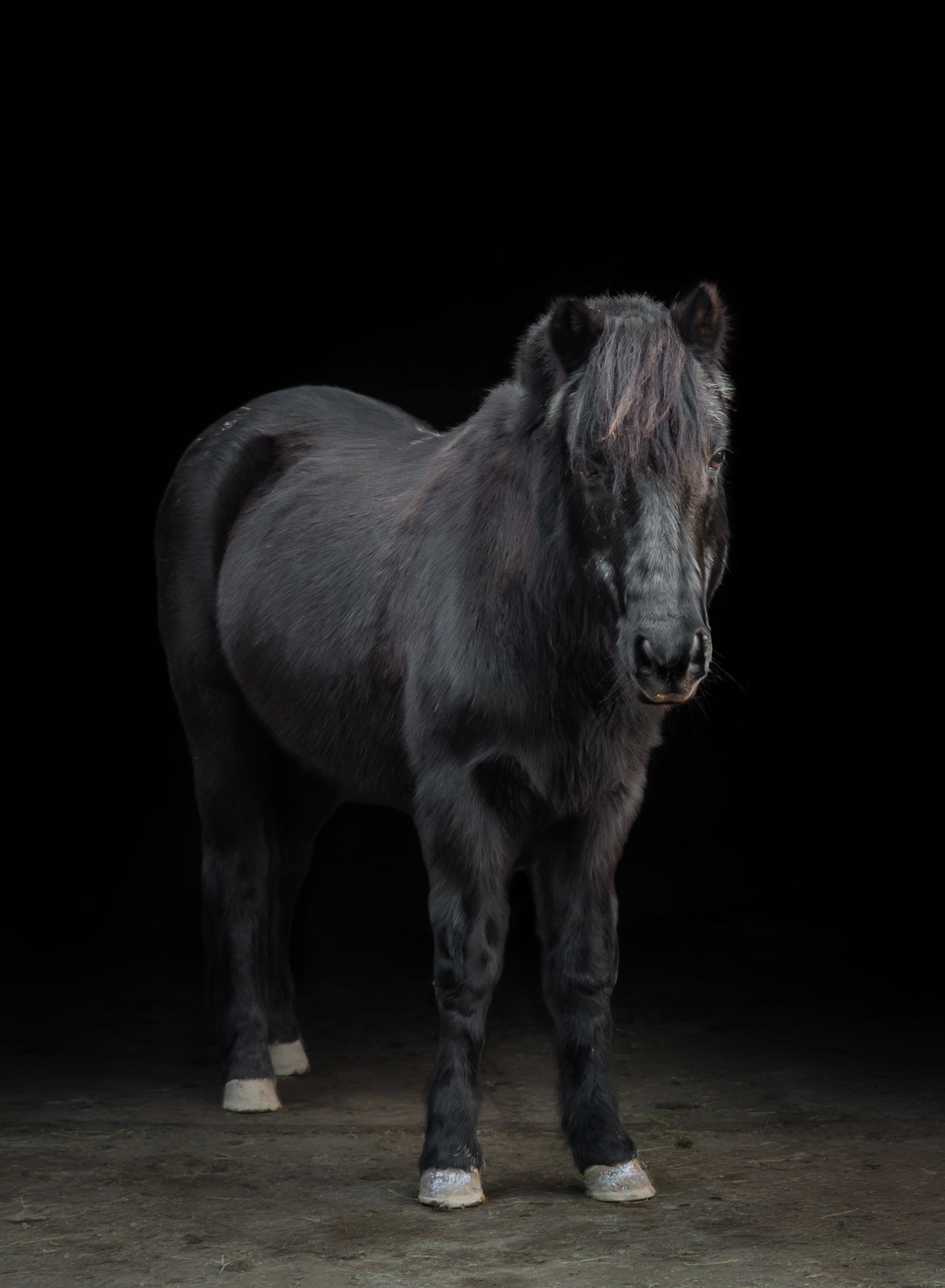 Black horse standing indoors on a dirt floor against a black background.