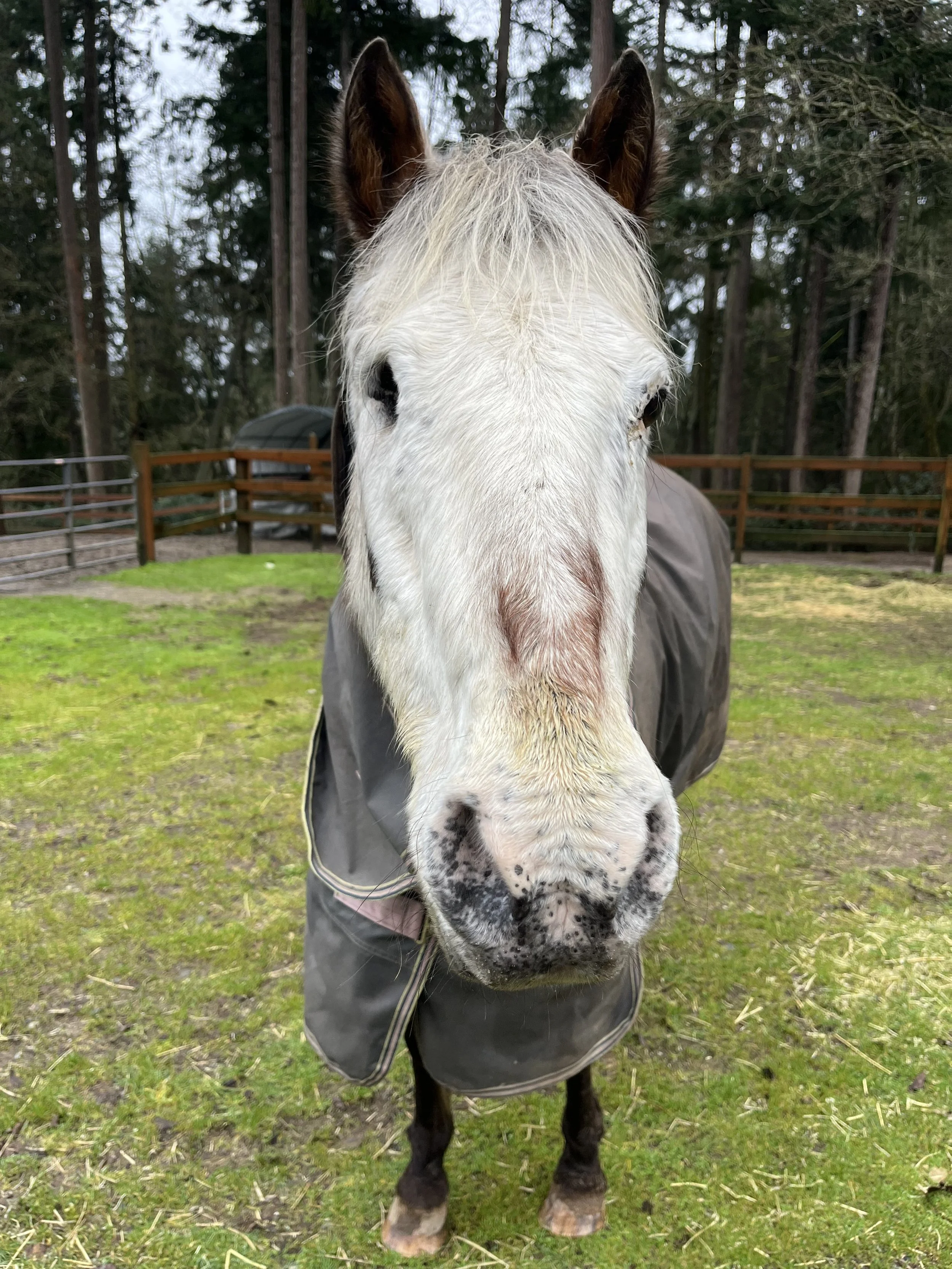 Close-up of a white horse with brown spots, wearing a gray blanket, standing on grass with a forest background.