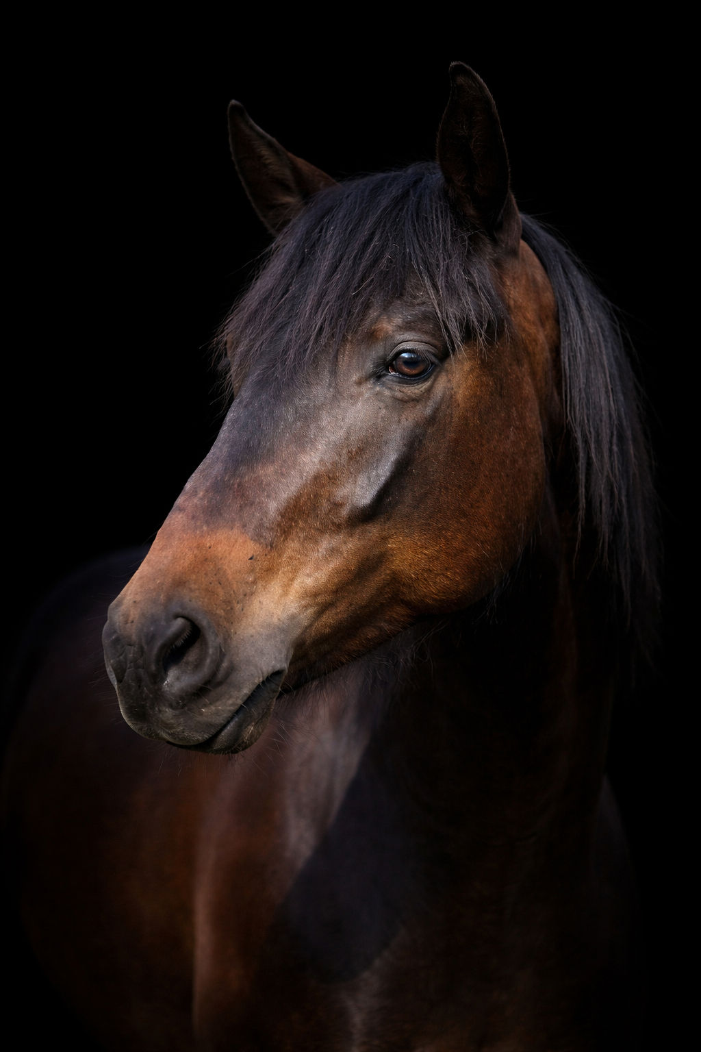 Close-up of a brown horse with a black mane against a black background.
