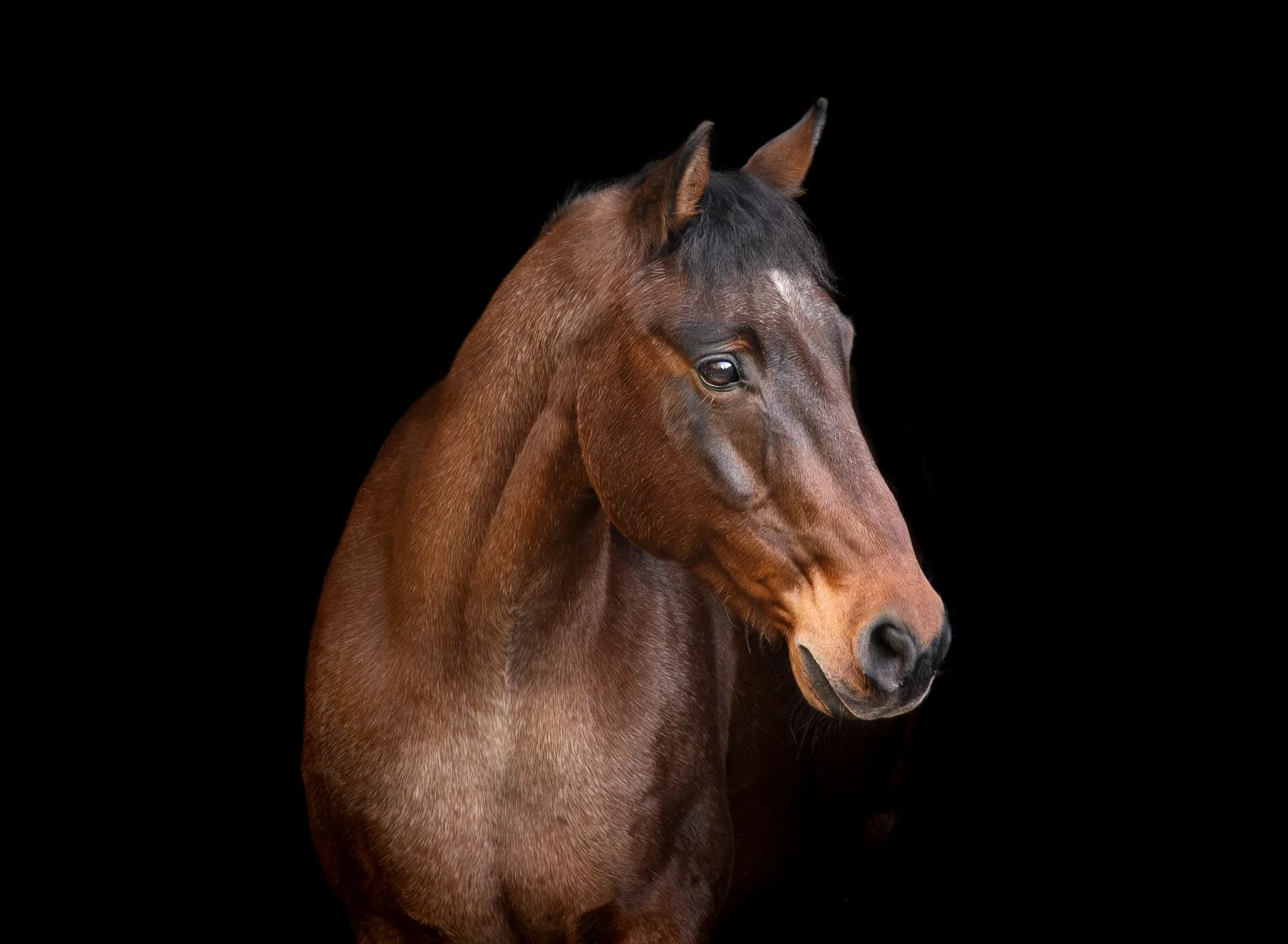 Brown horse with black mane against black background
