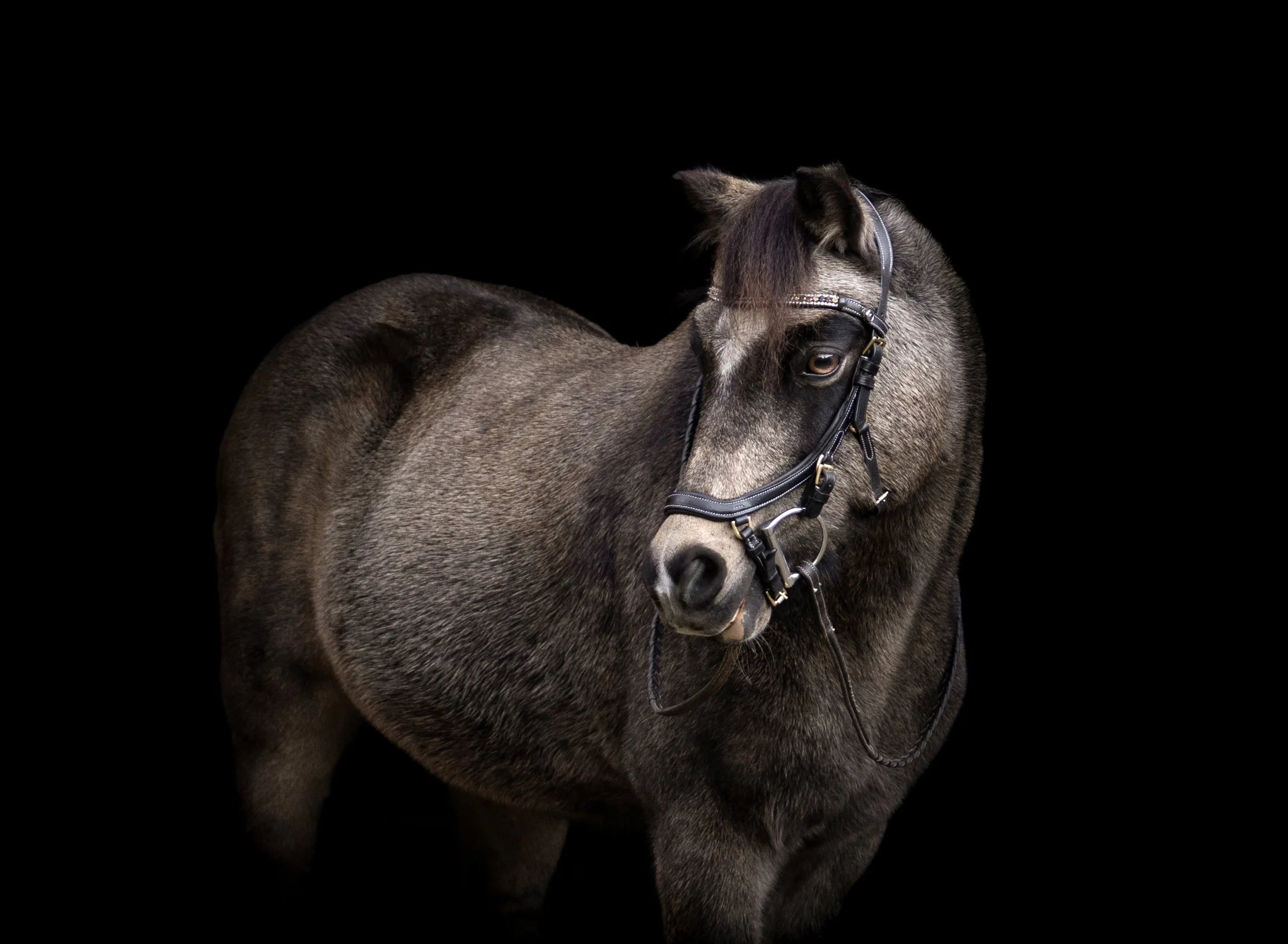 A gray horse with a dark mane wearing a bridle against a black background.